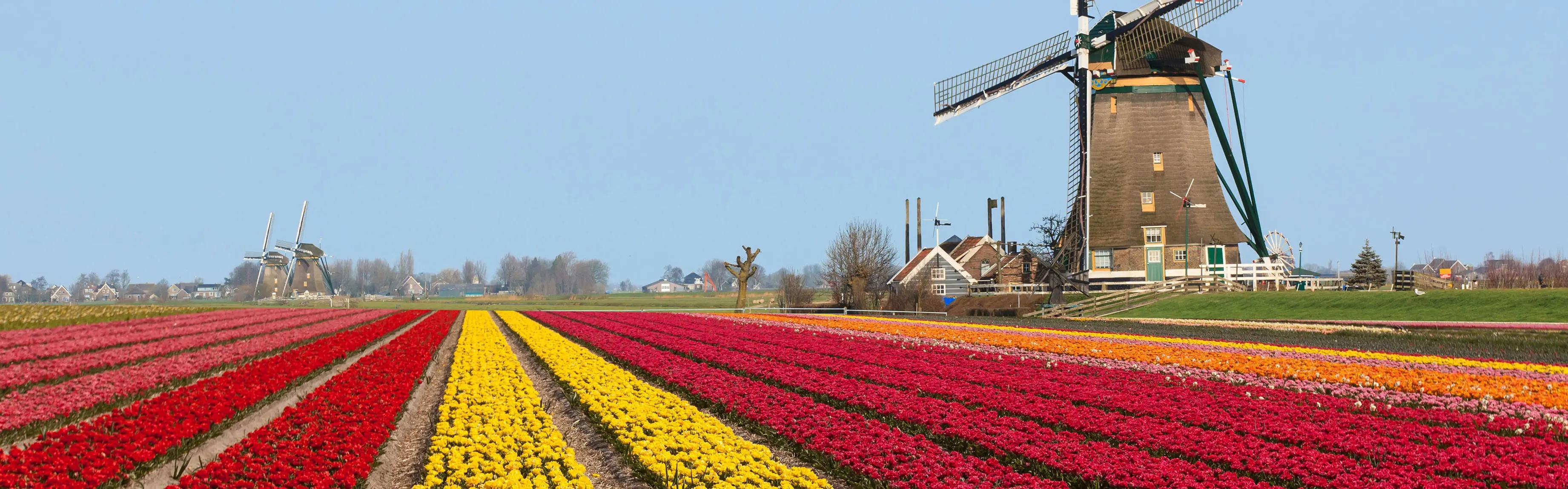 Dutch Etiquette Cultural Atlas