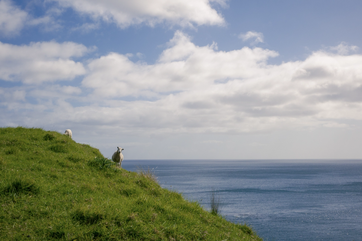 Coastal sheep weary of my presence