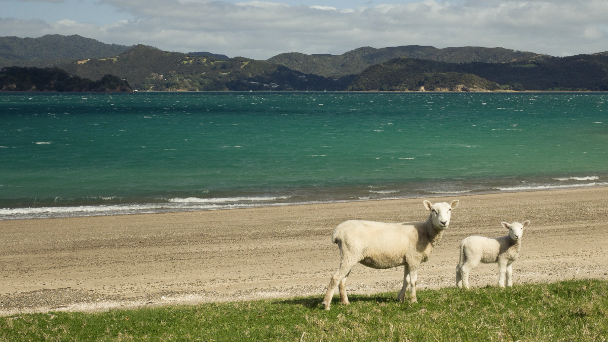 Coastal Sheep