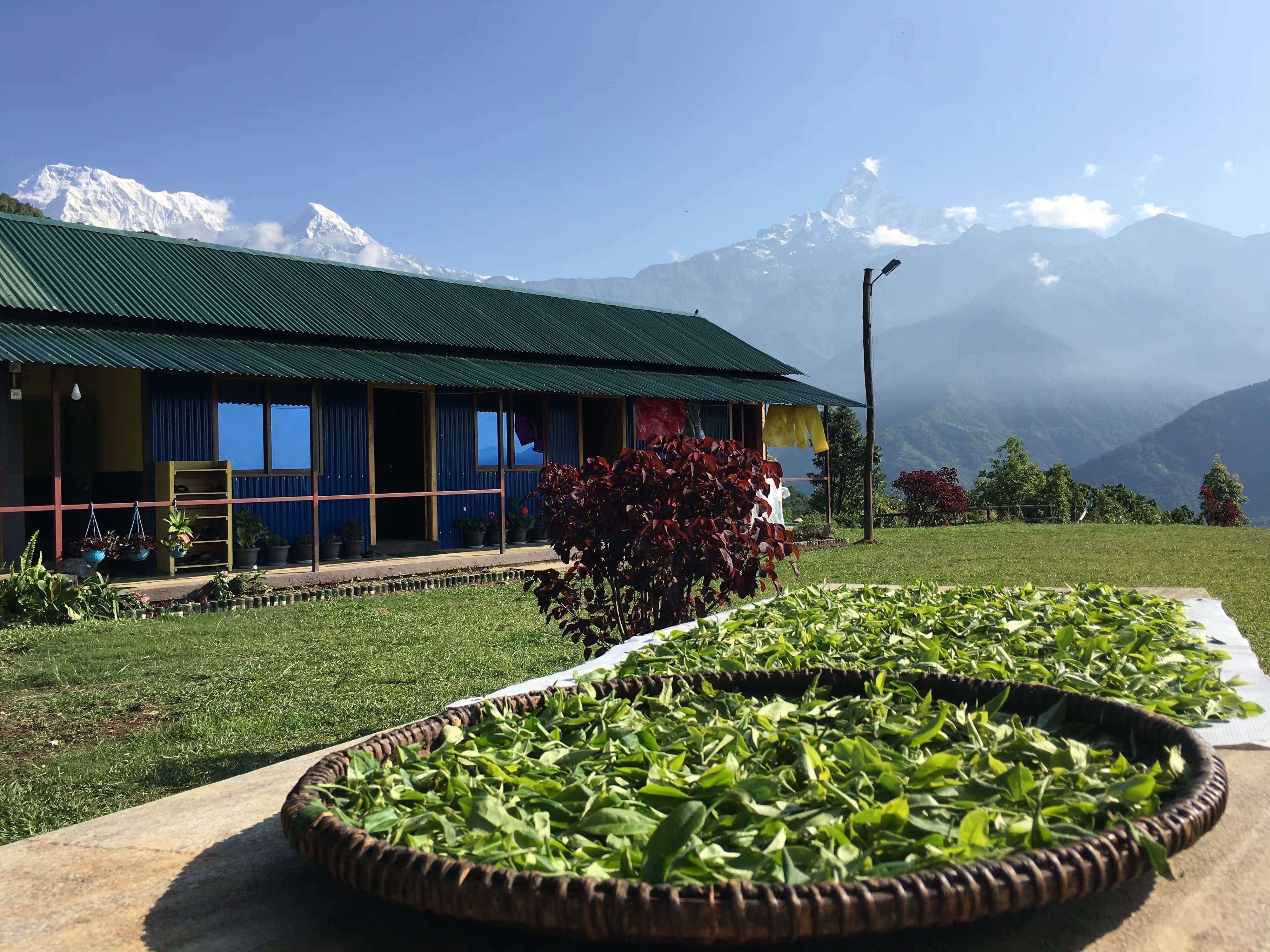 Tea leaves drying in the sun.