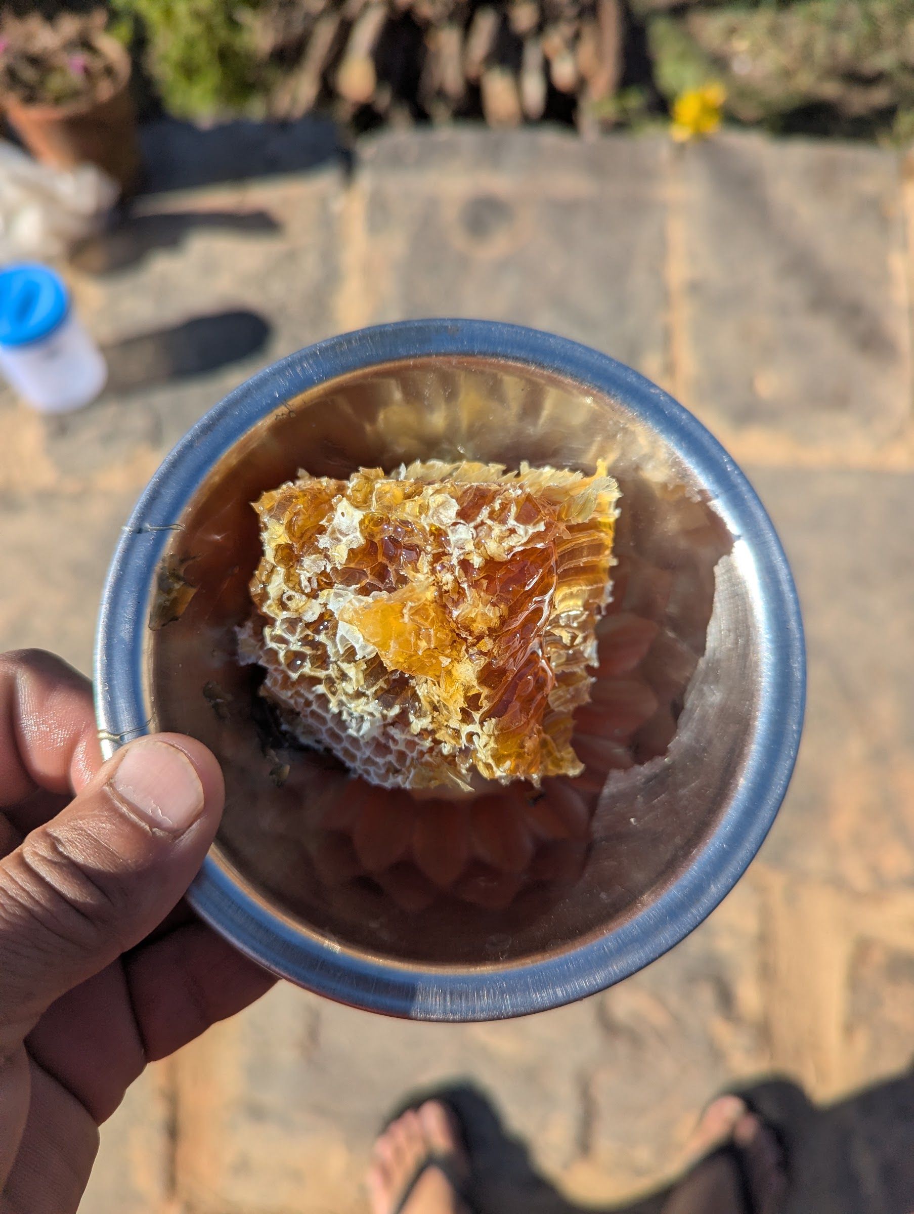A bowl of fresh golden honeycomb