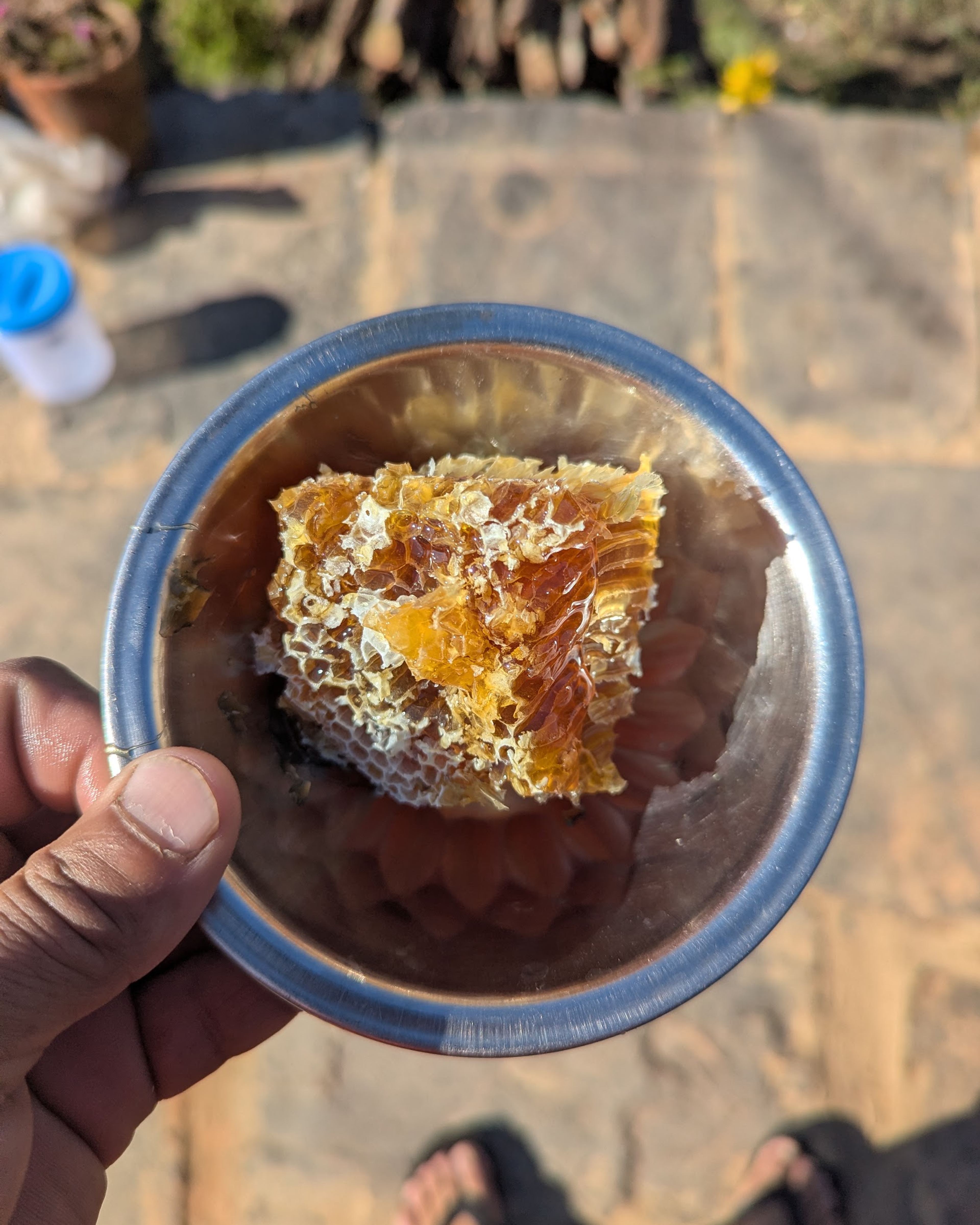 A bowl of fresh golden honeycomb