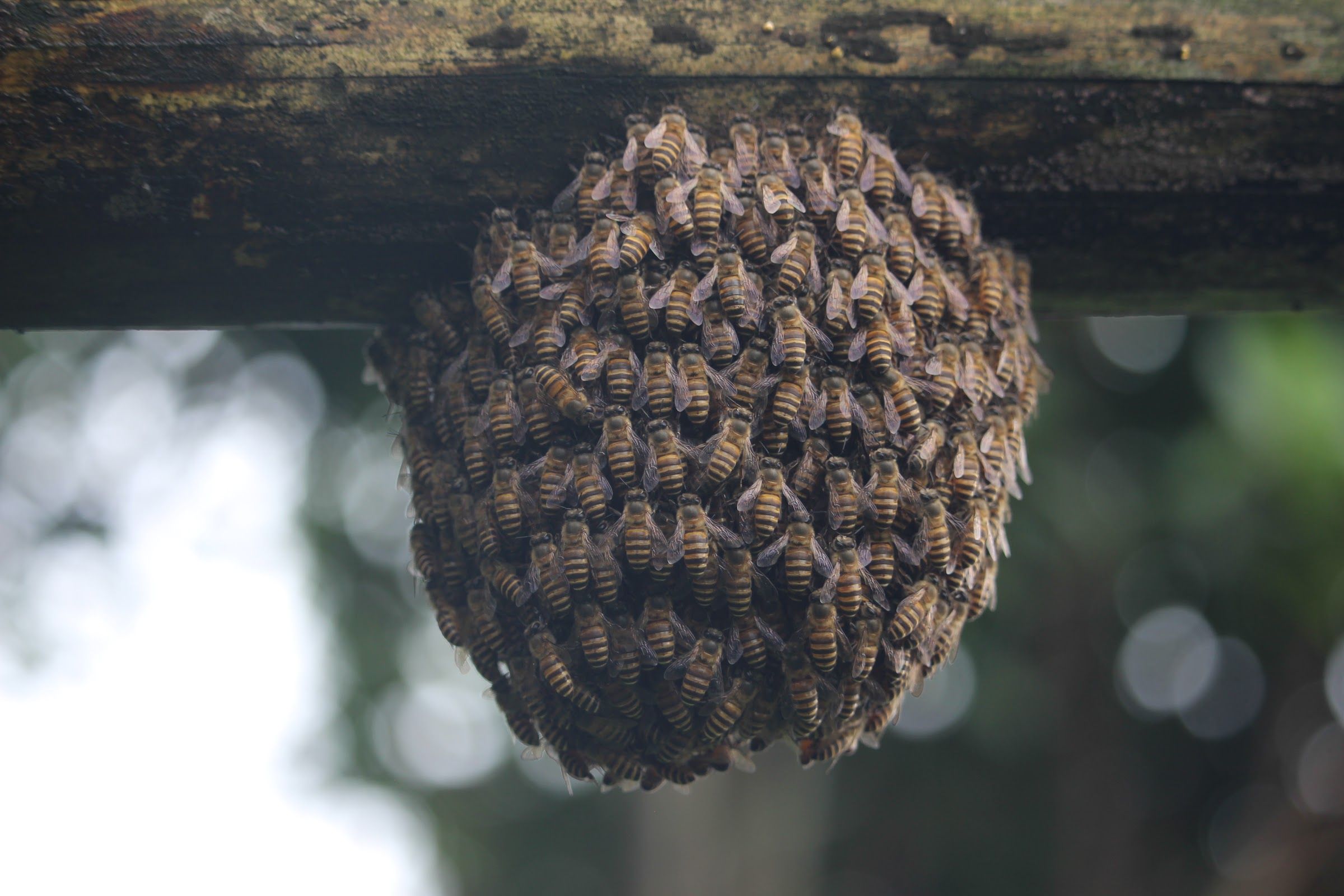 A large cluster of bees hanging under a bamboo pole