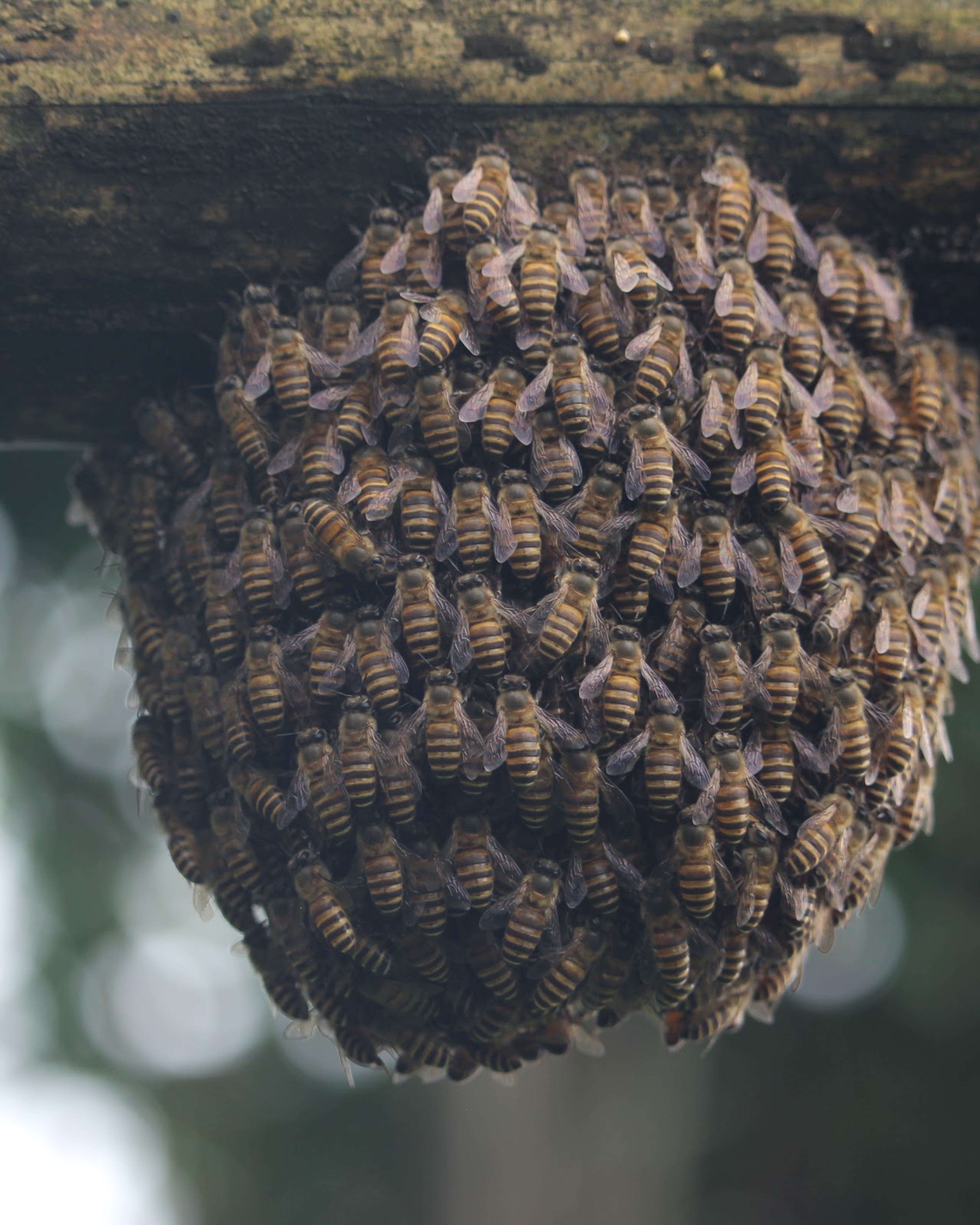 A large cluster of bees hanging under a bamboo pole