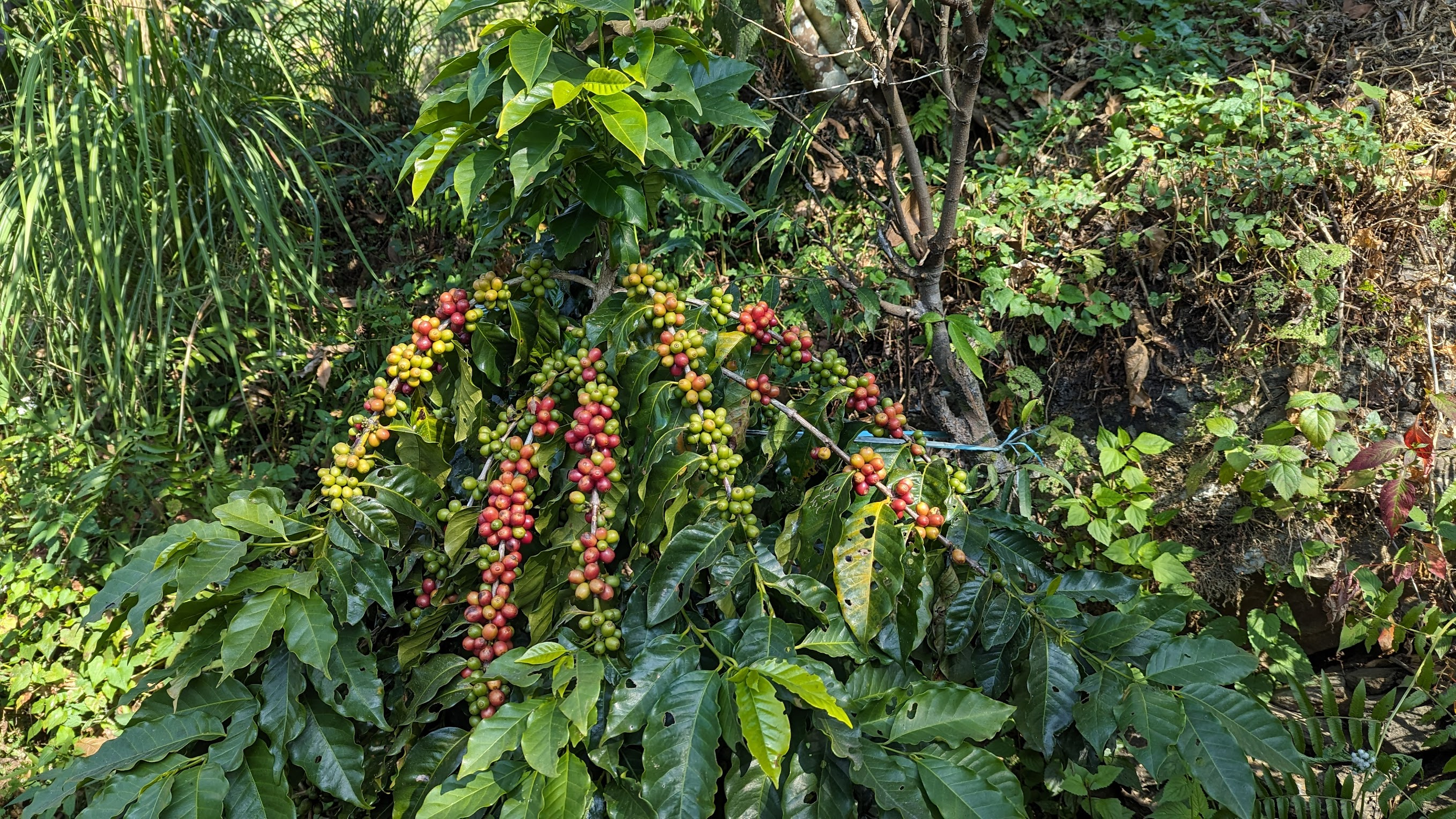 coffee cherries