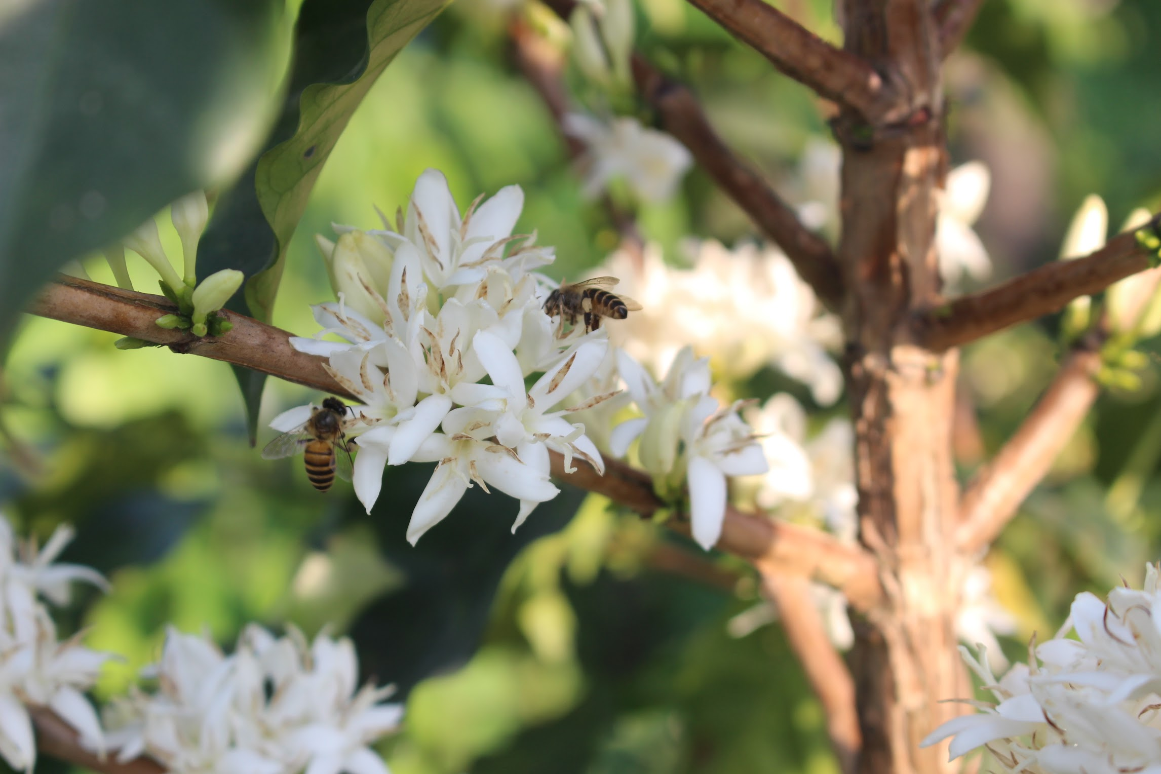 bee and coffee flower