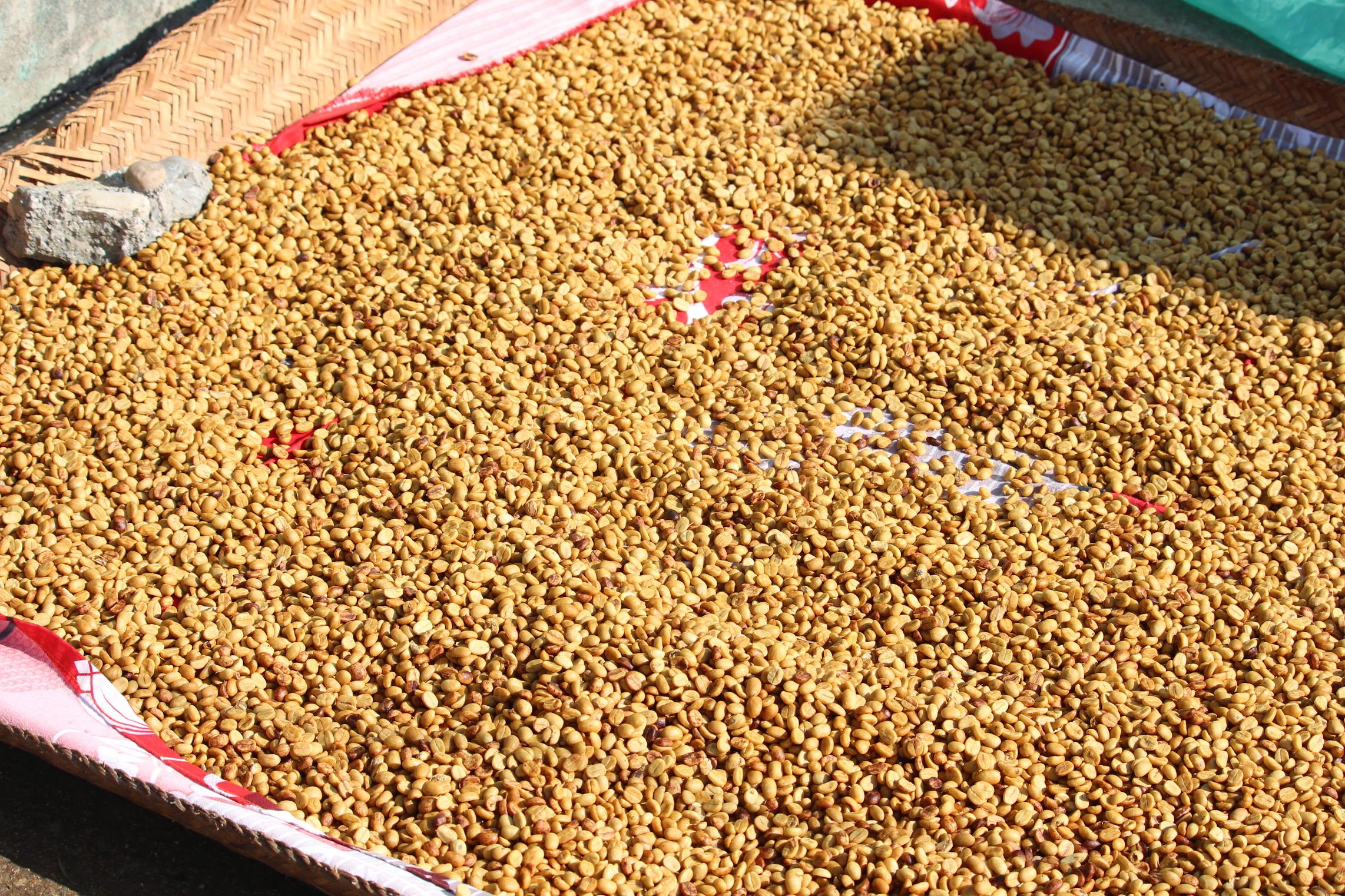 Coffee being dried