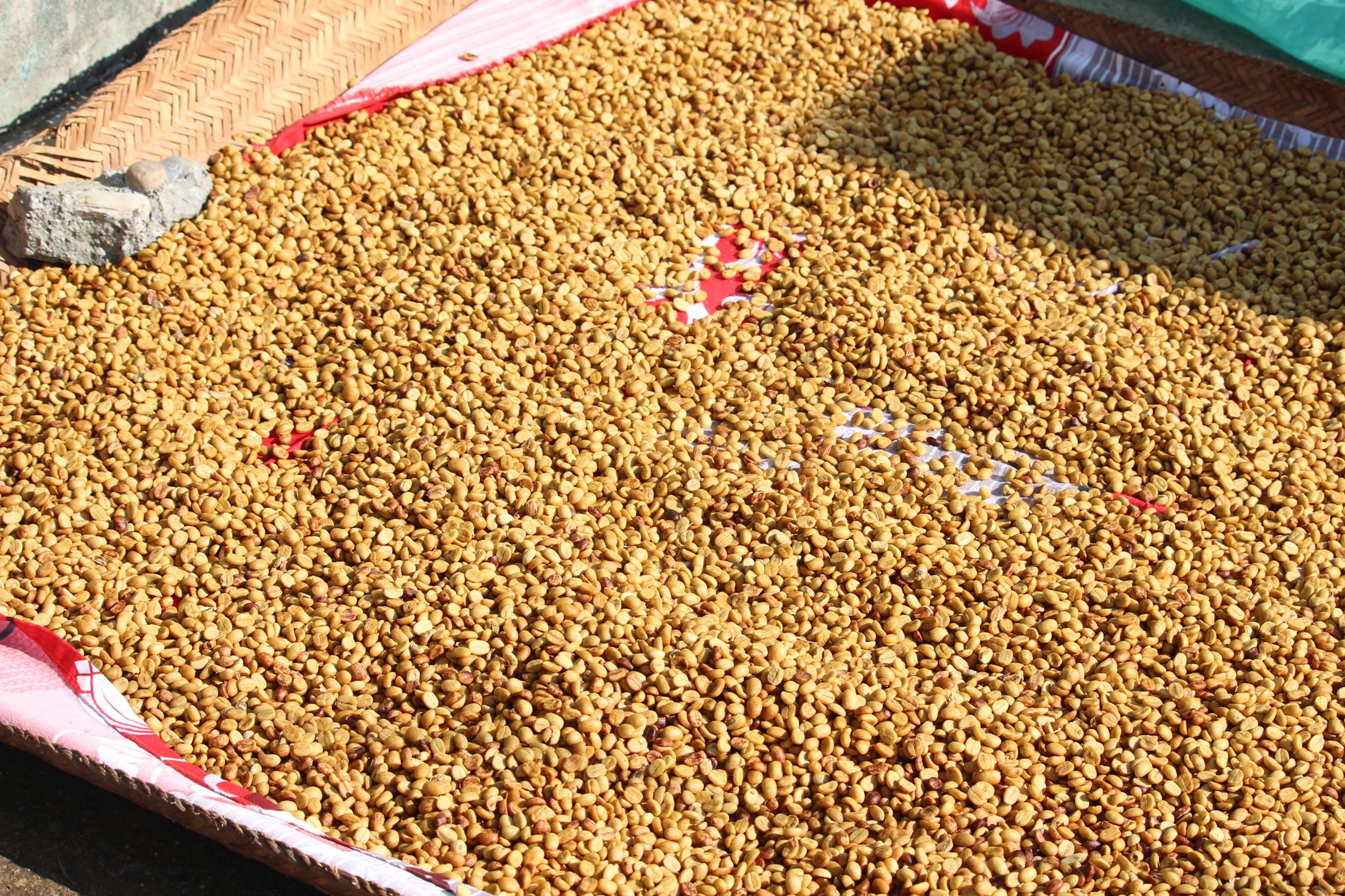 Coffee being dried