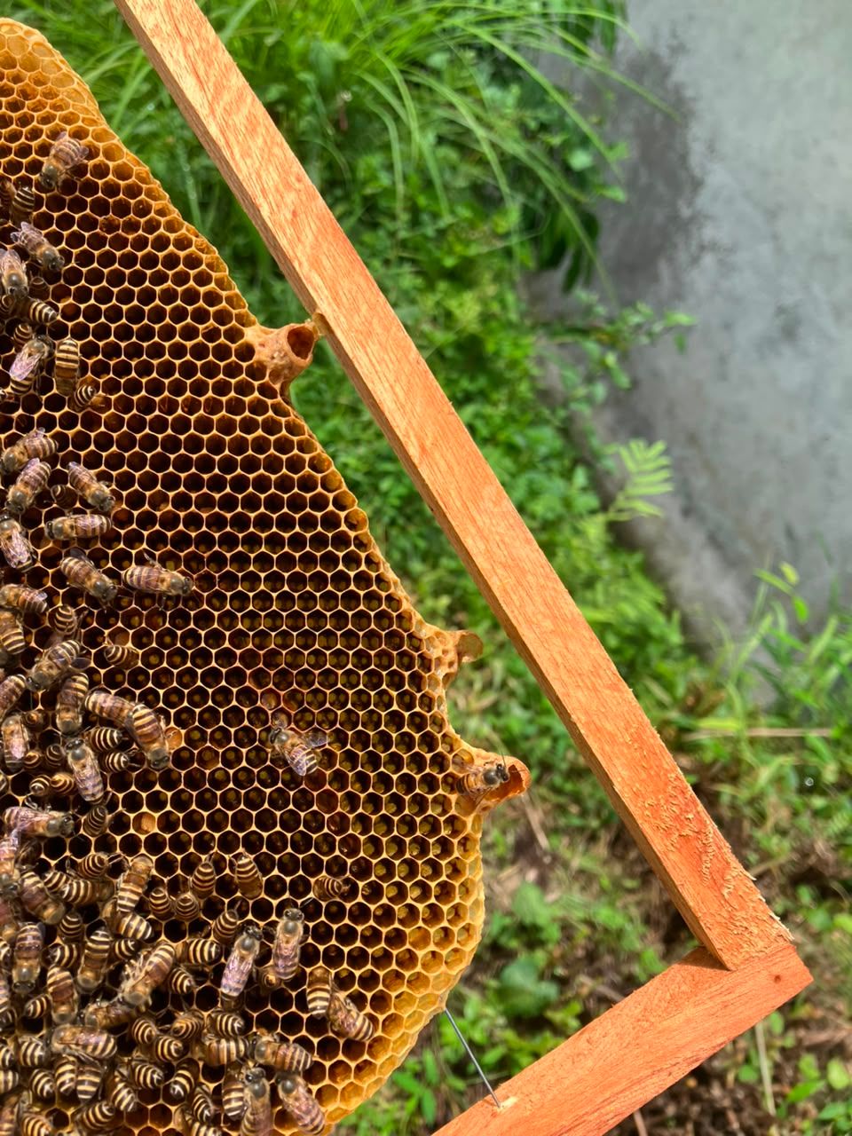 Close-up of bees on a frame of honeycomb