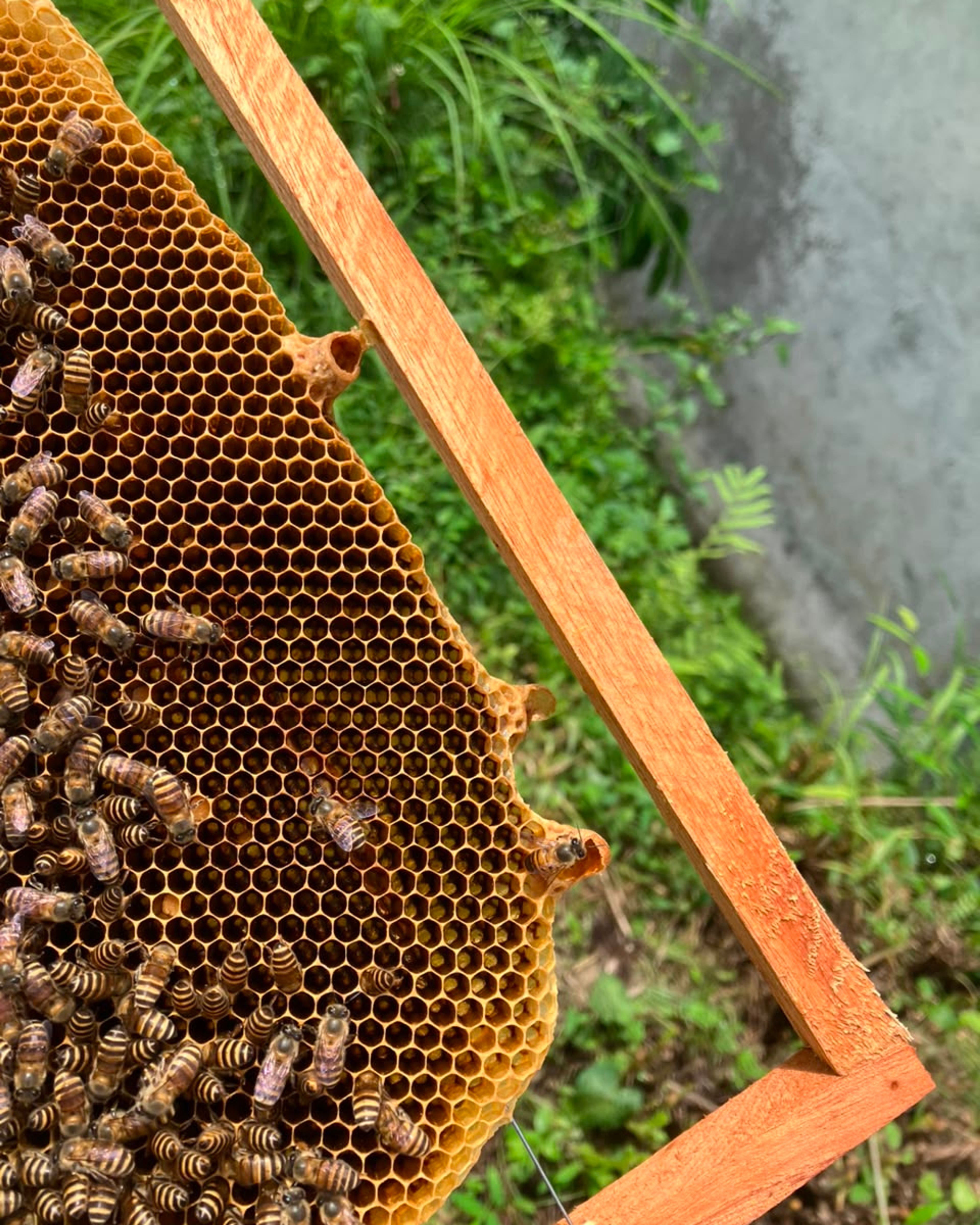 Close-up of bees on a frame of honeycomb