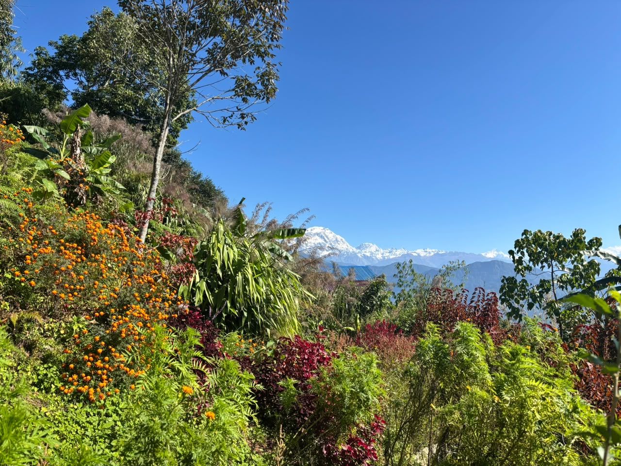 Flower beds with the Annapurna range in the distance