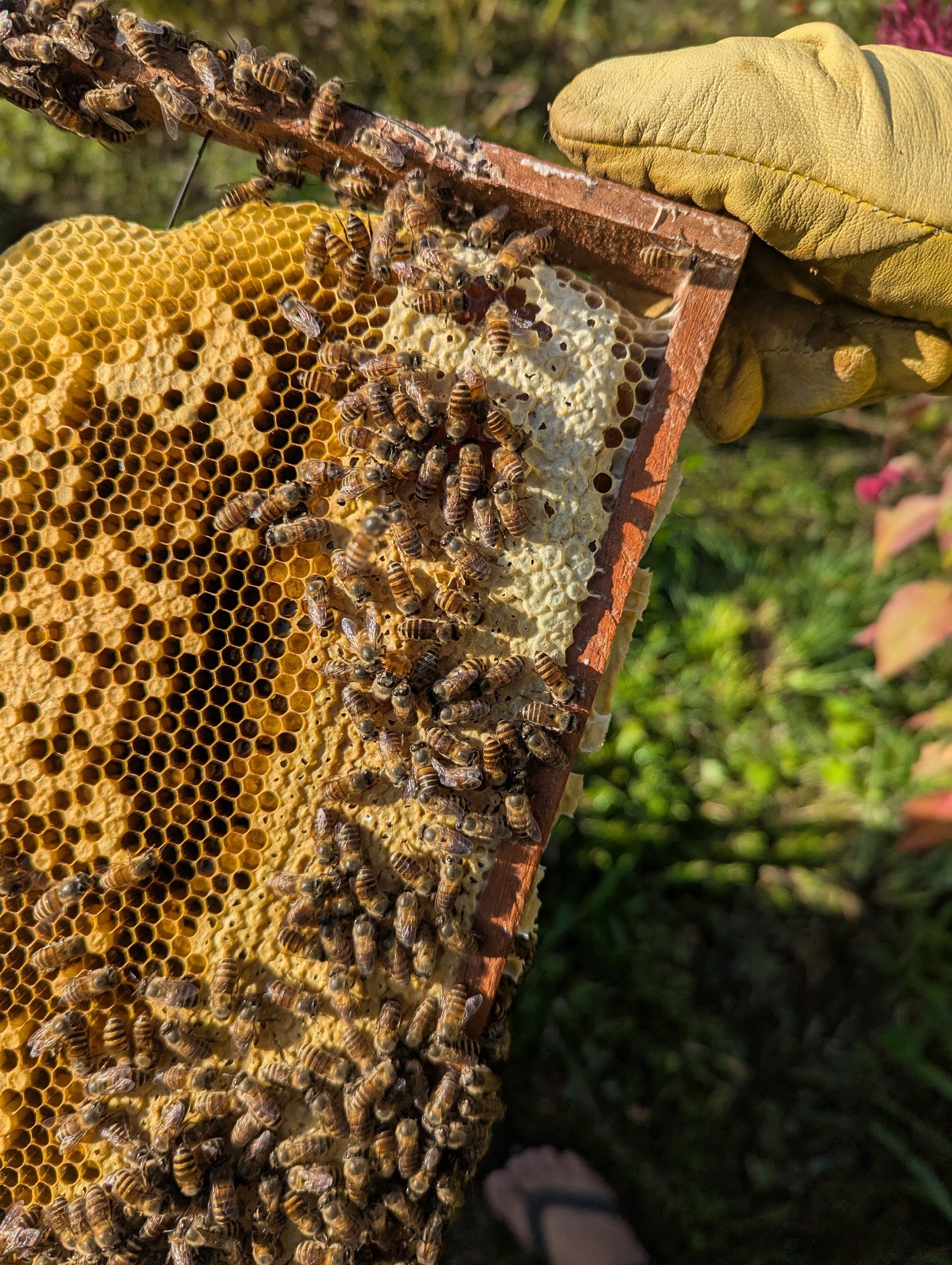 A gloved hand holding a wooden frame of honeycomb covered in bees