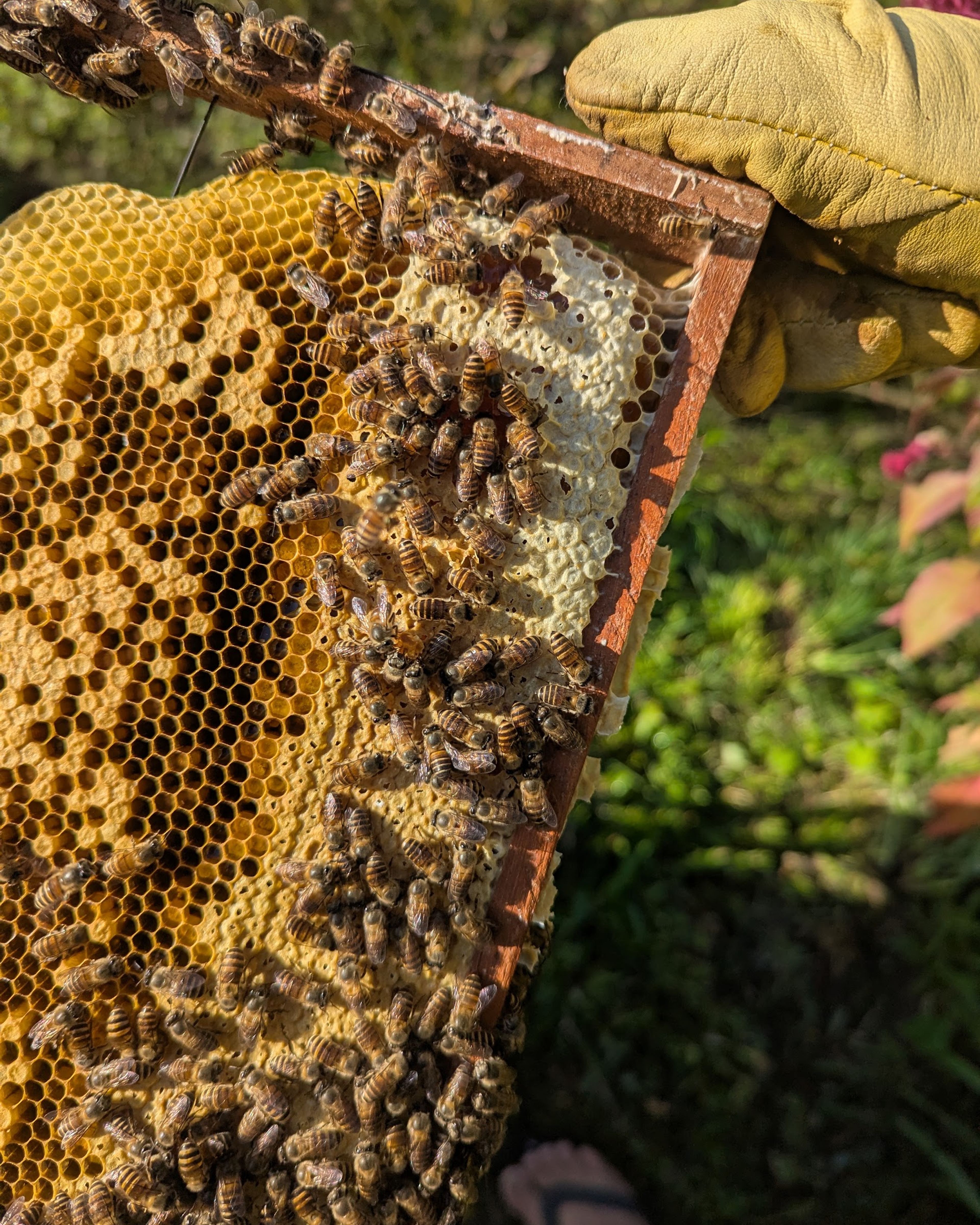 A gloved hand holding a wooden frame of honeycomb covered in bees