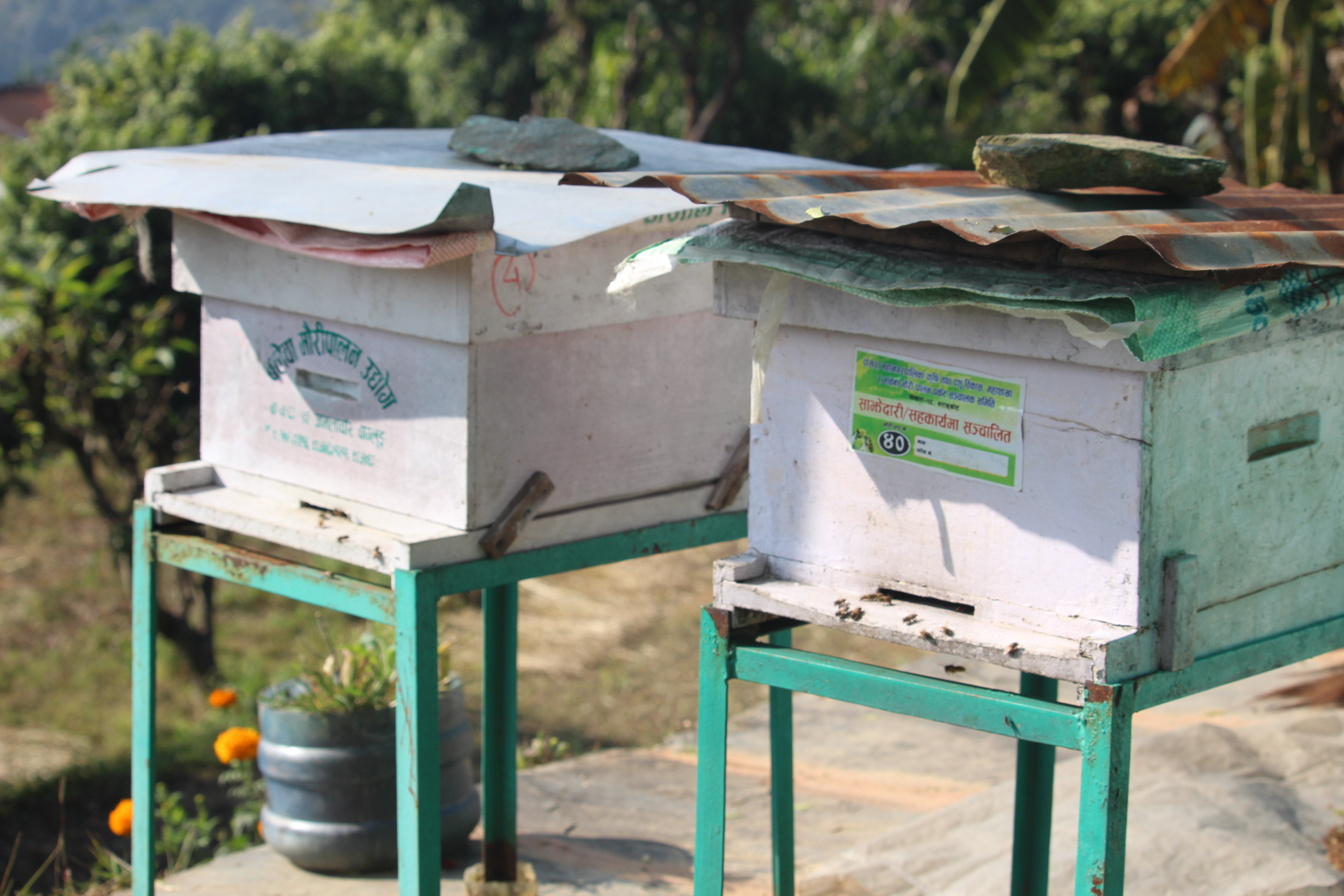 bee hives