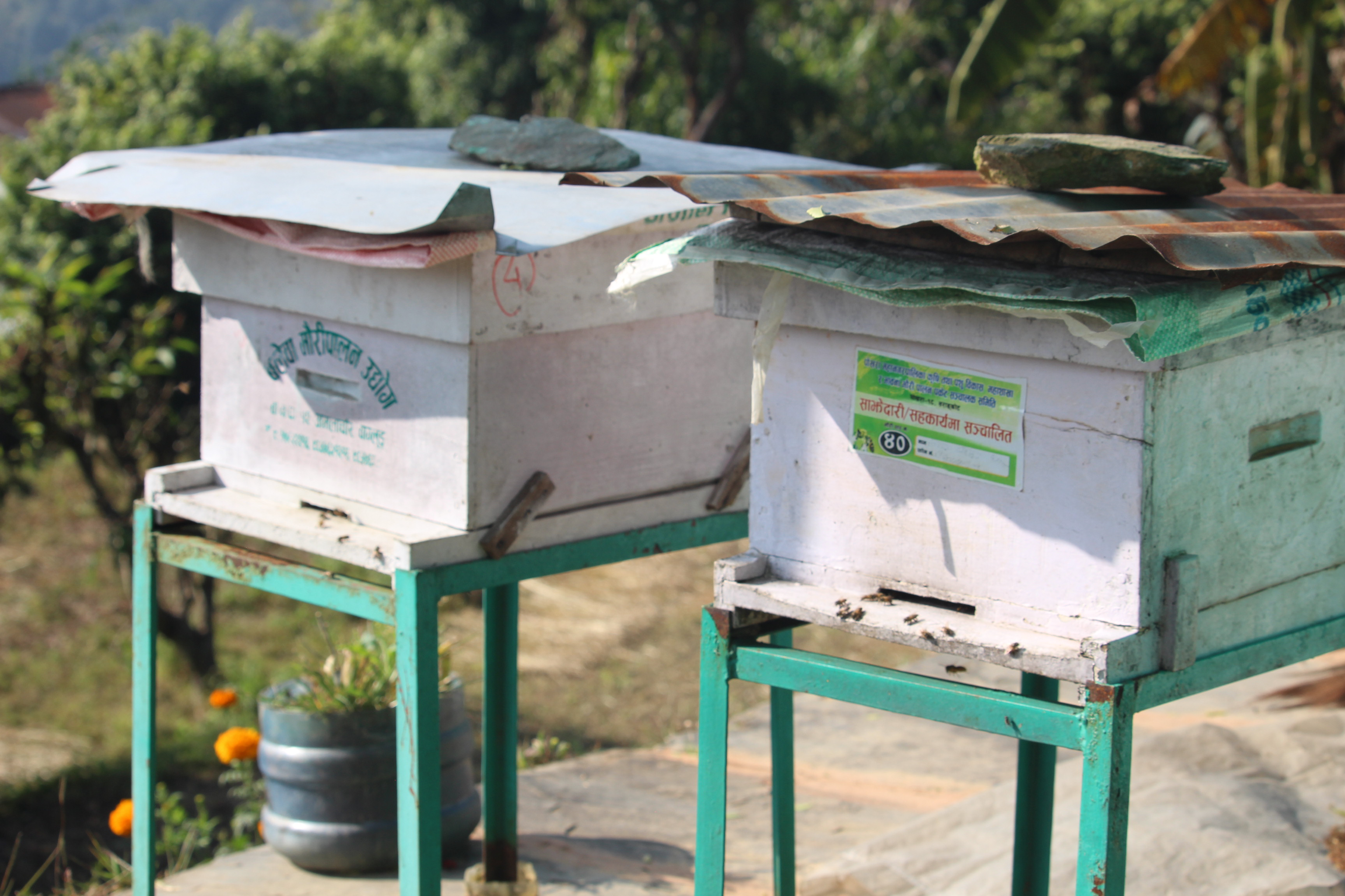 bee hives