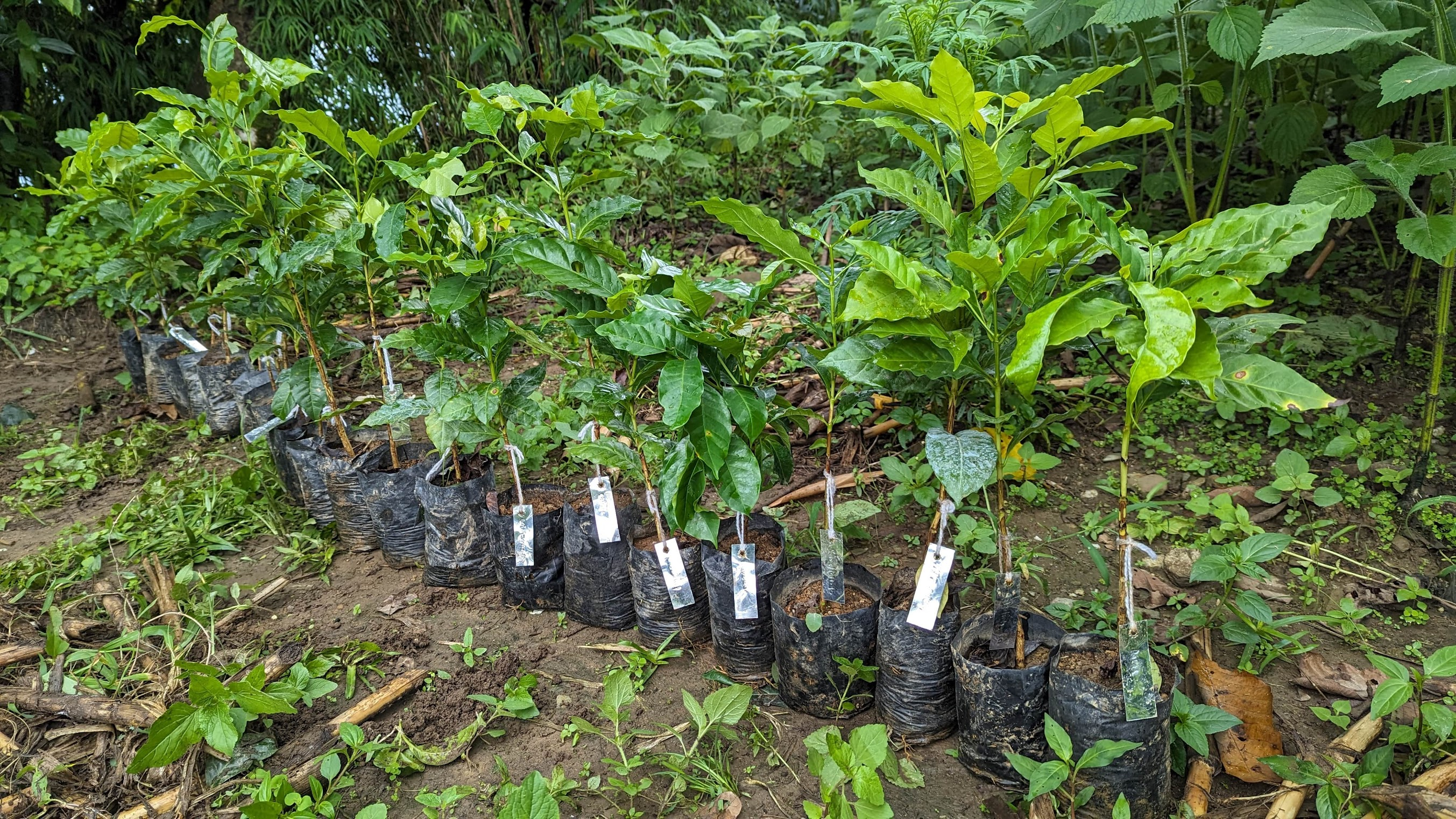 coffee saplings