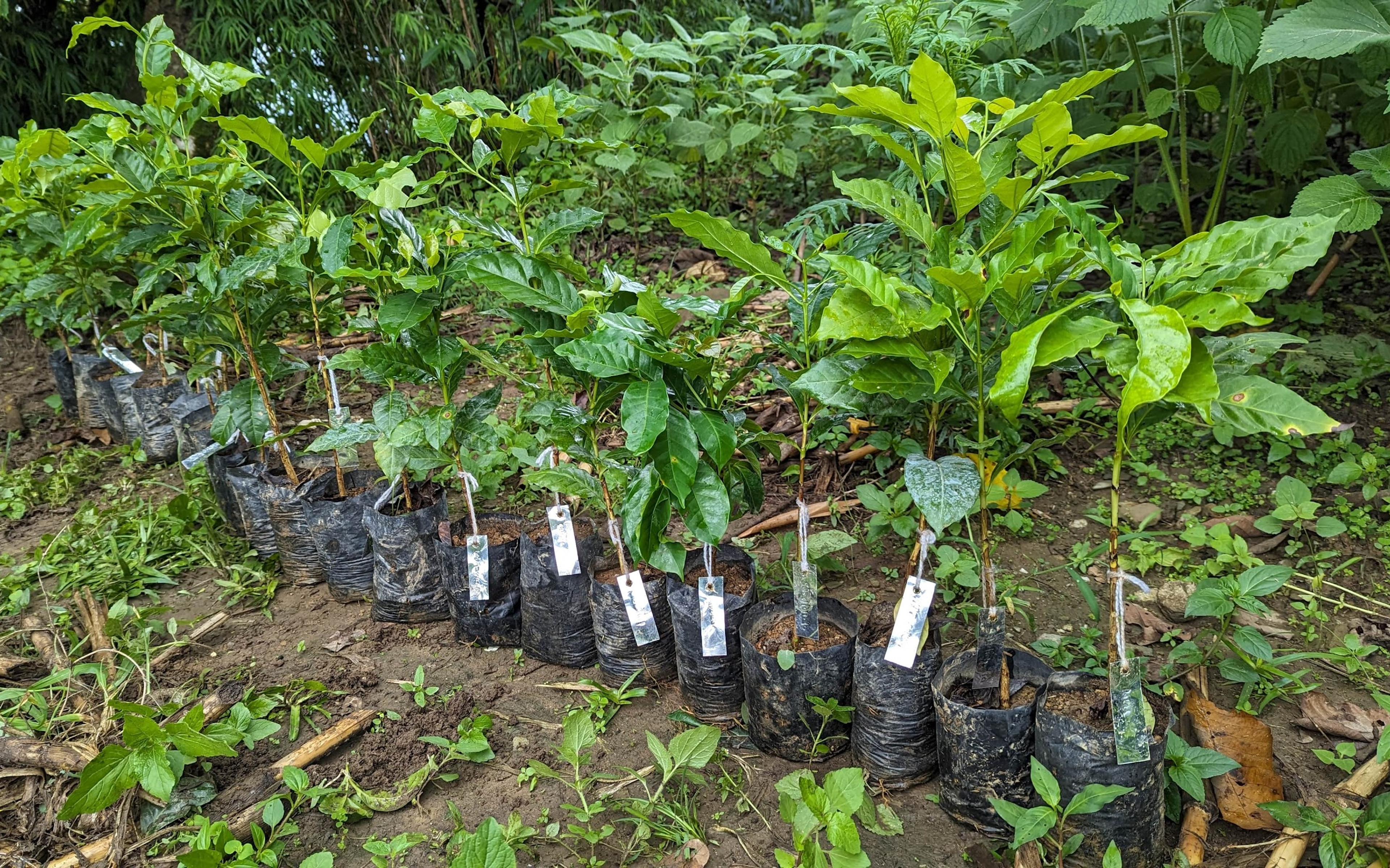 coffee saplings