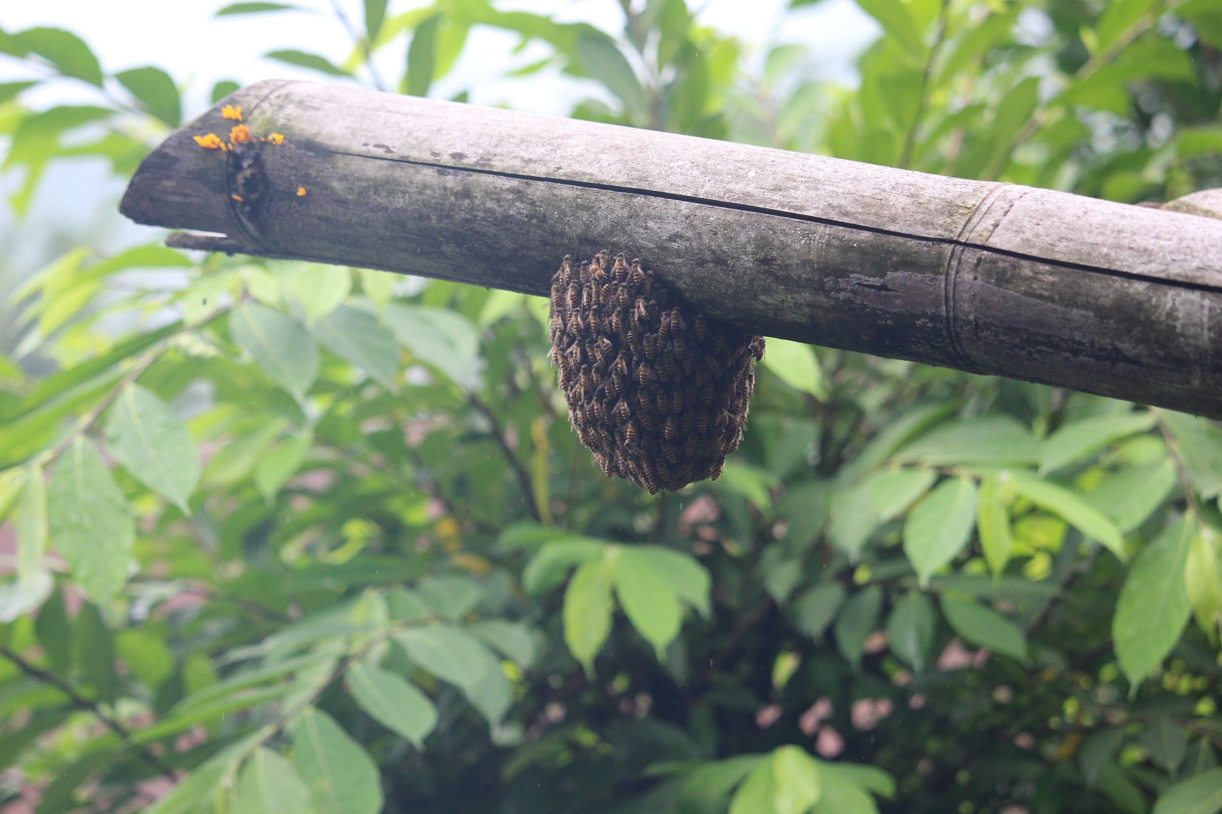A cluster of bees under a bamboo pole among green leaves