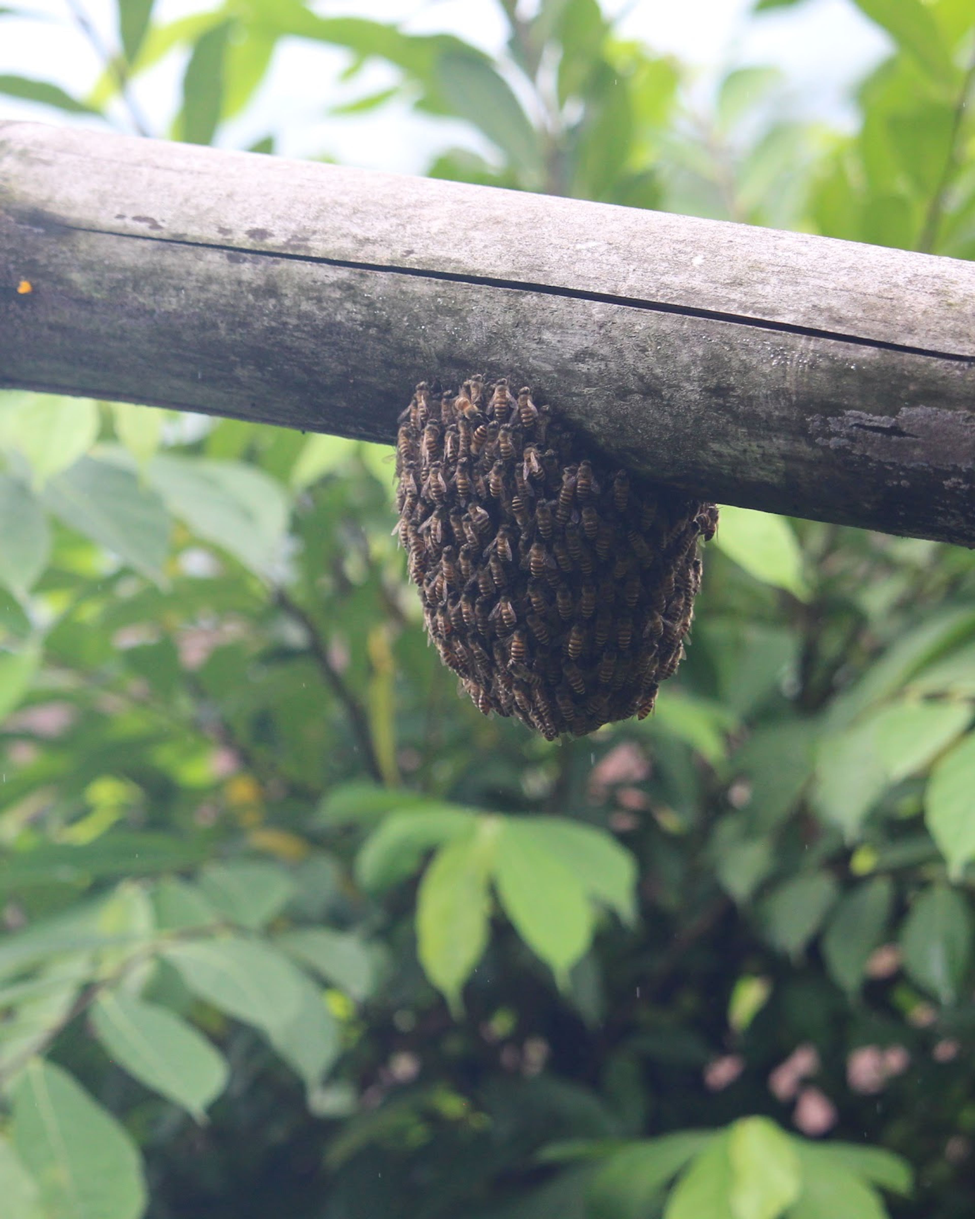 A cluster of bees under a bamboo pole among green leaves