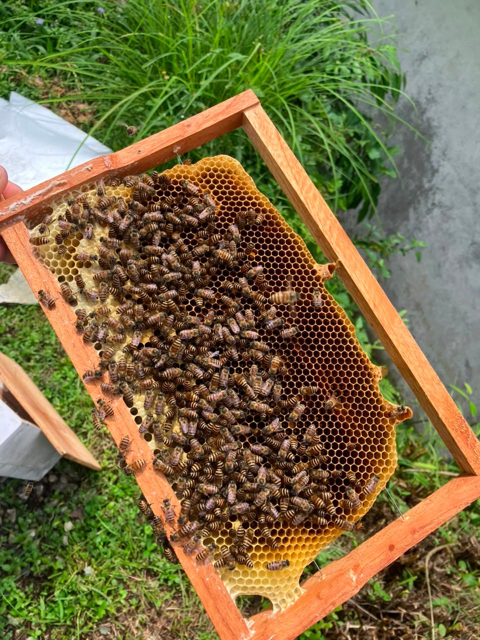 A wooden frame of honeycomb covered in bees, resting on the grass