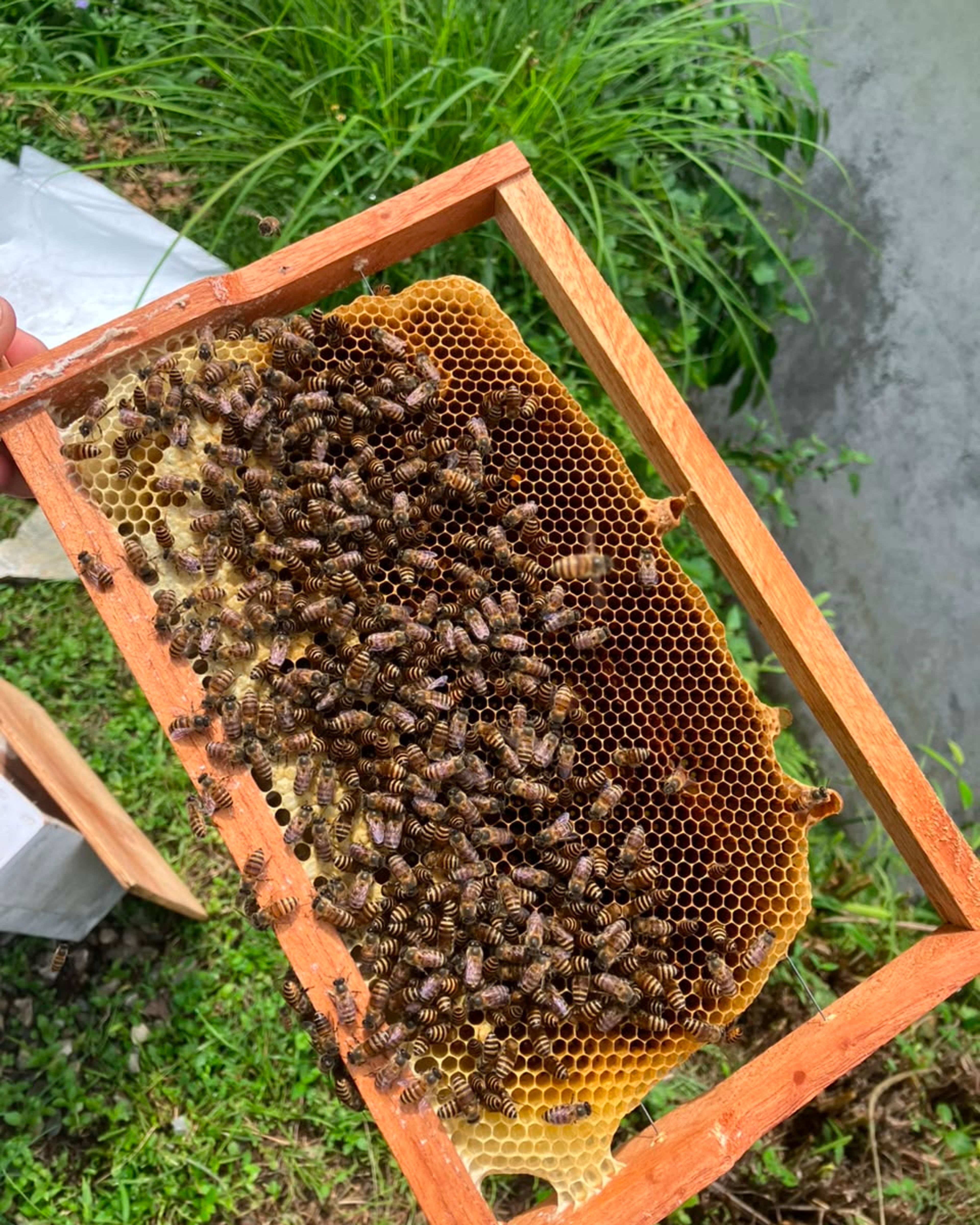 A wooden frame of honeycomb covered in bees, resting on the grass