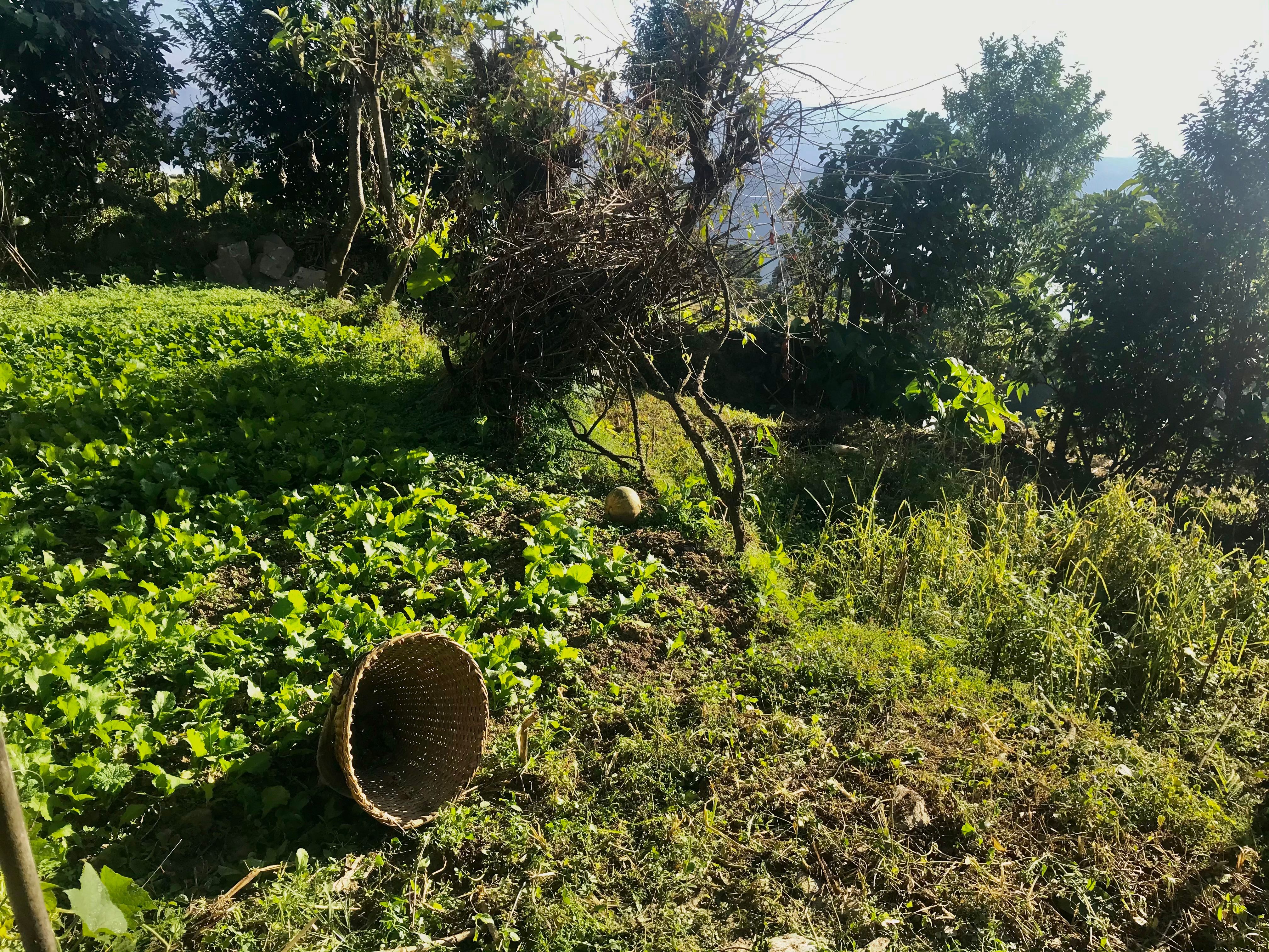 a bamboo basket laying around in a lettuce field