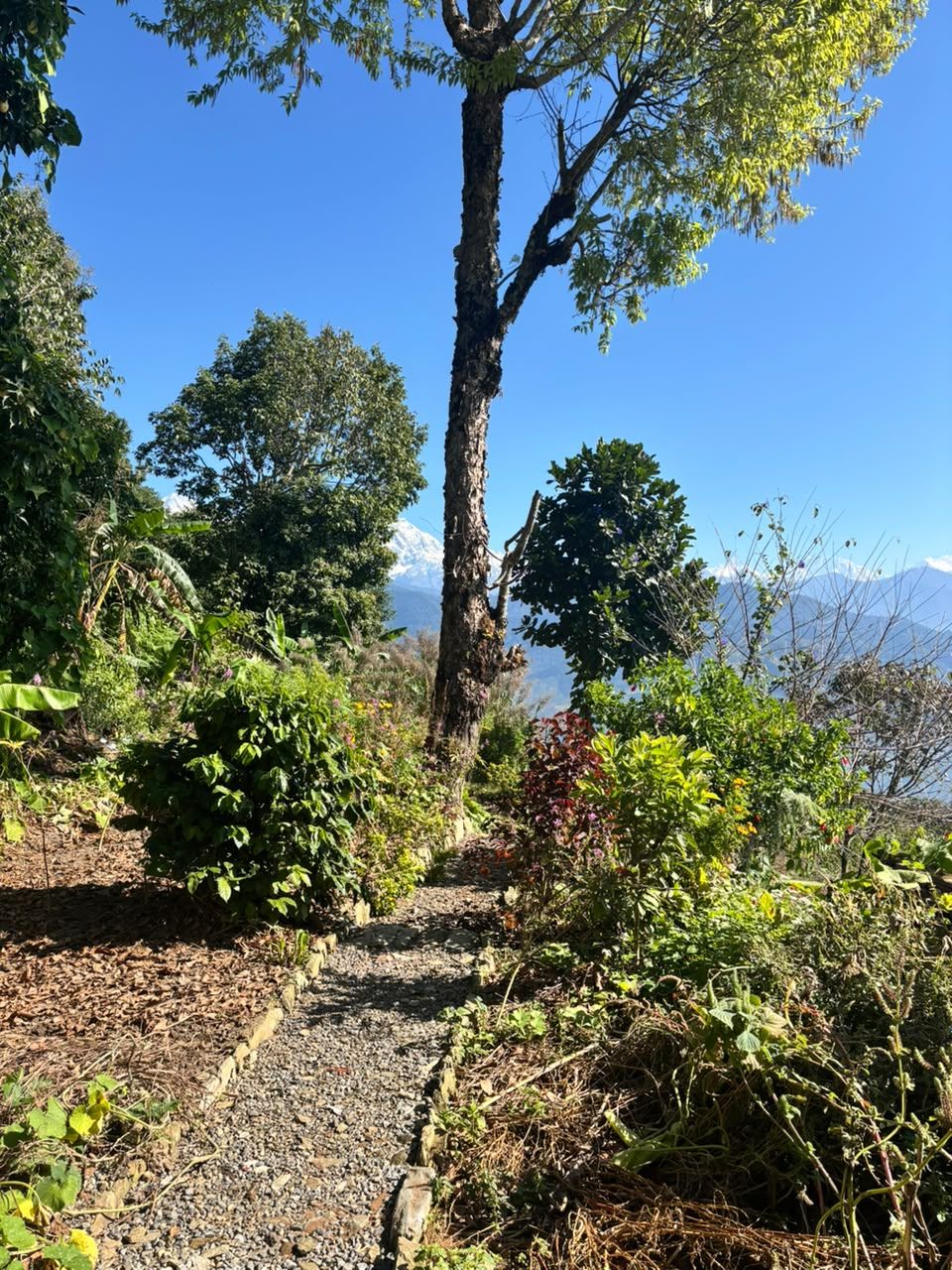 A gravel path through the garden, mountains behind the trees