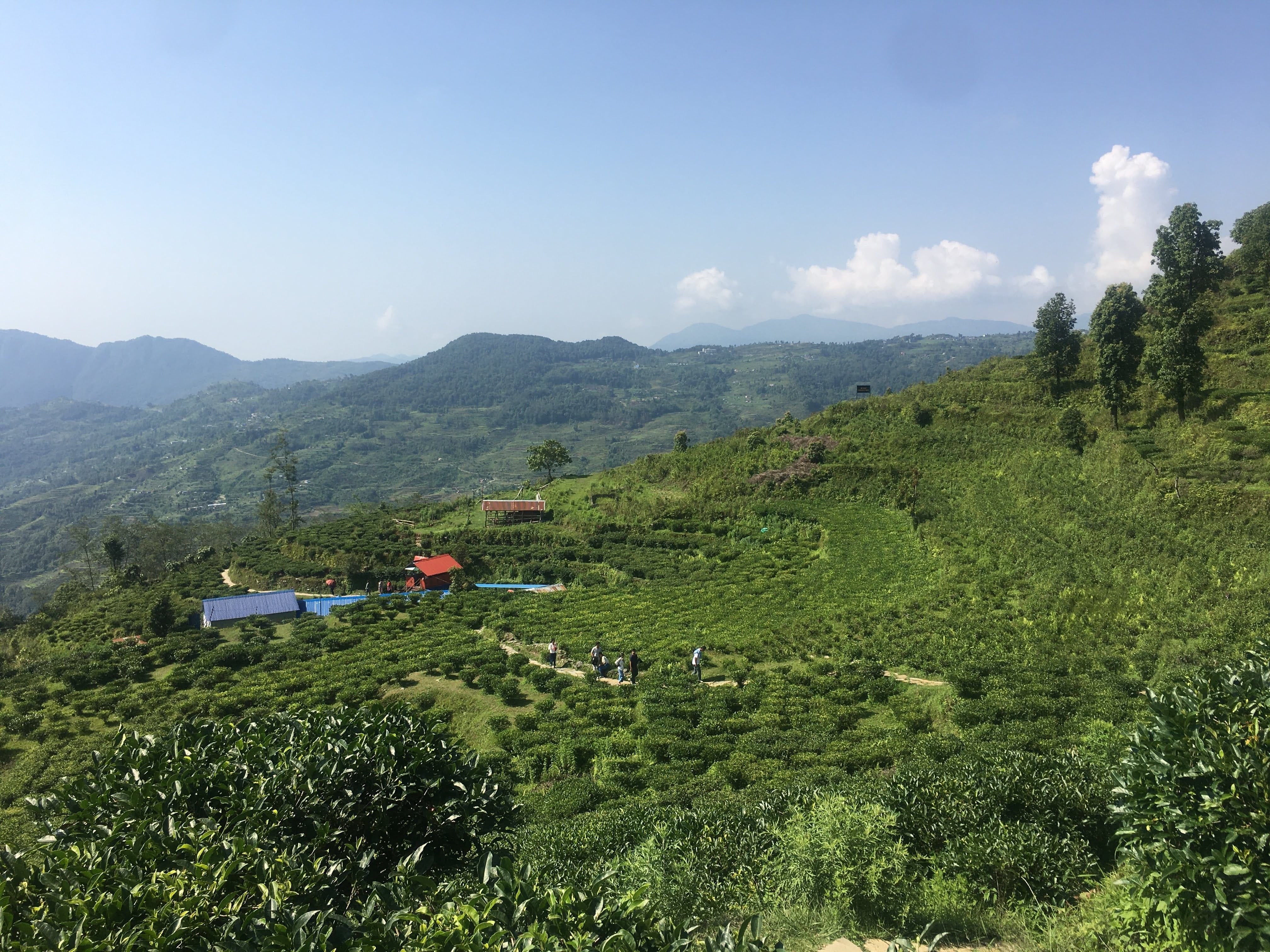 Lwang Tea Garden
