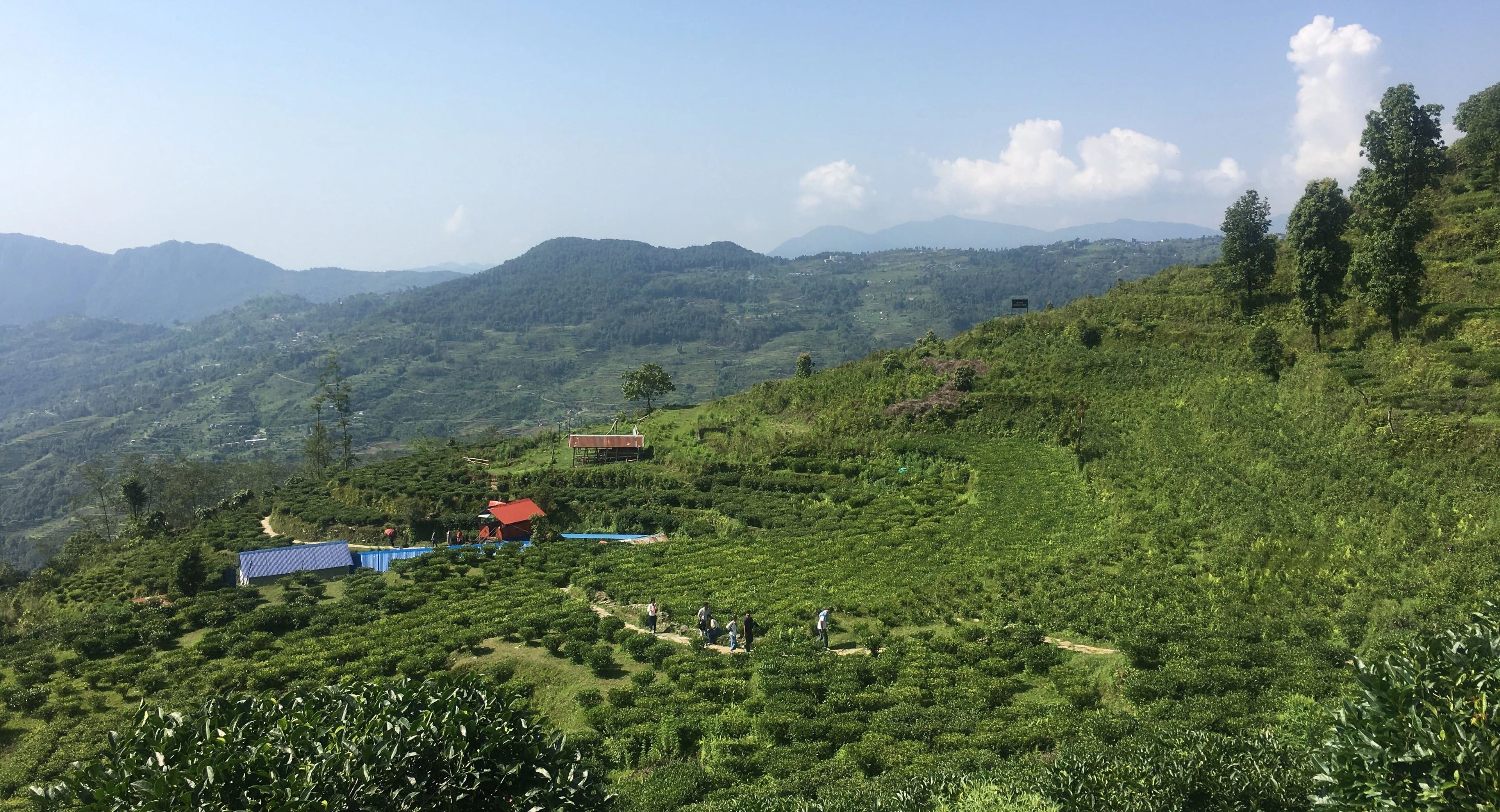 Lwang Tea Garden