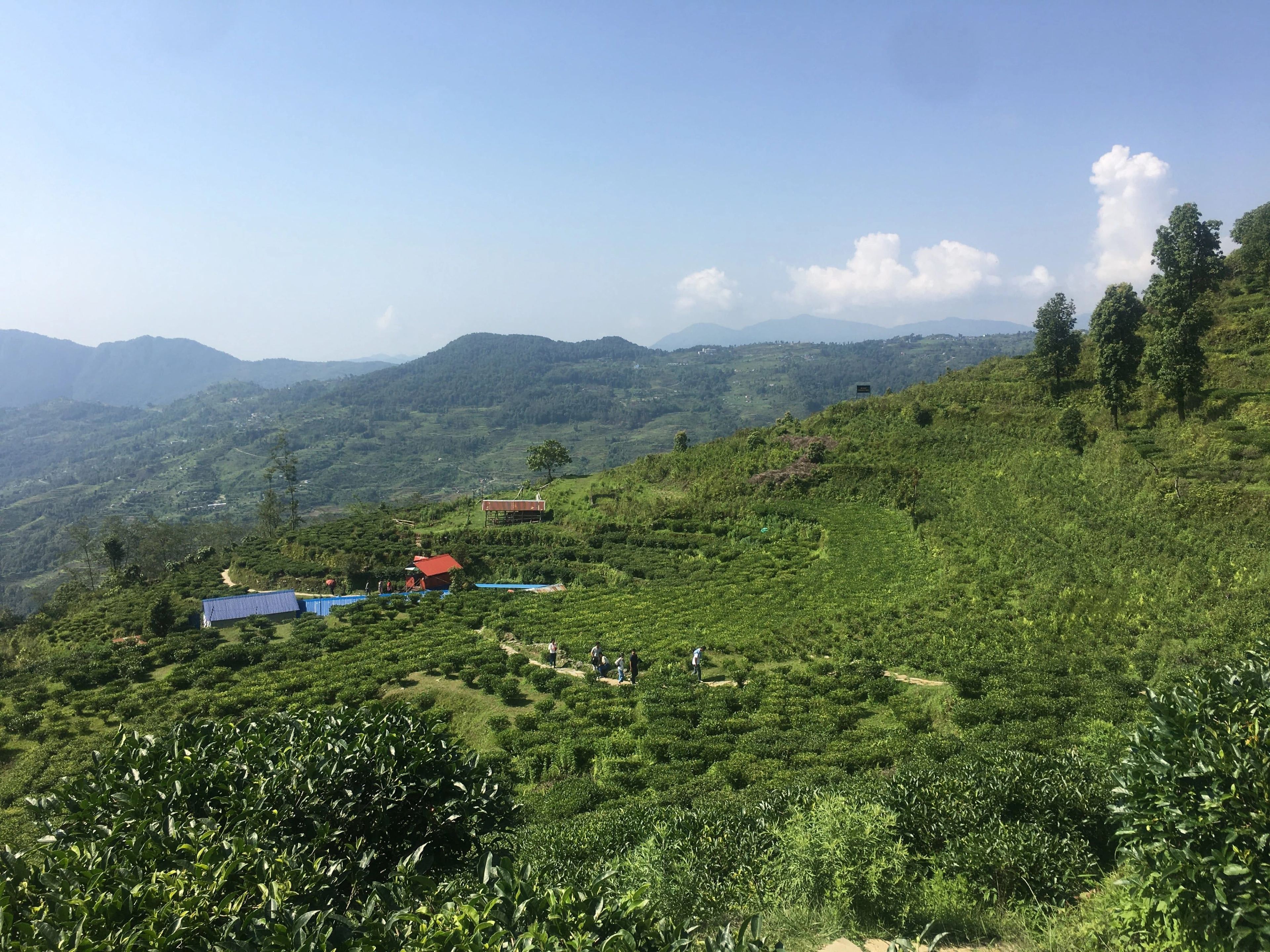 Lwang Tea Garden