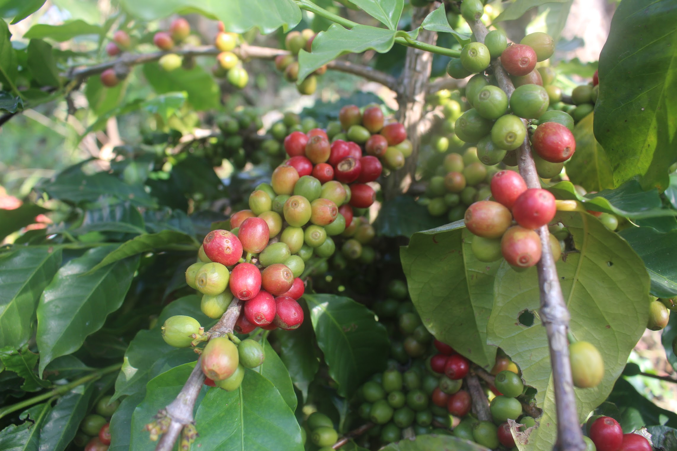 coffee beans