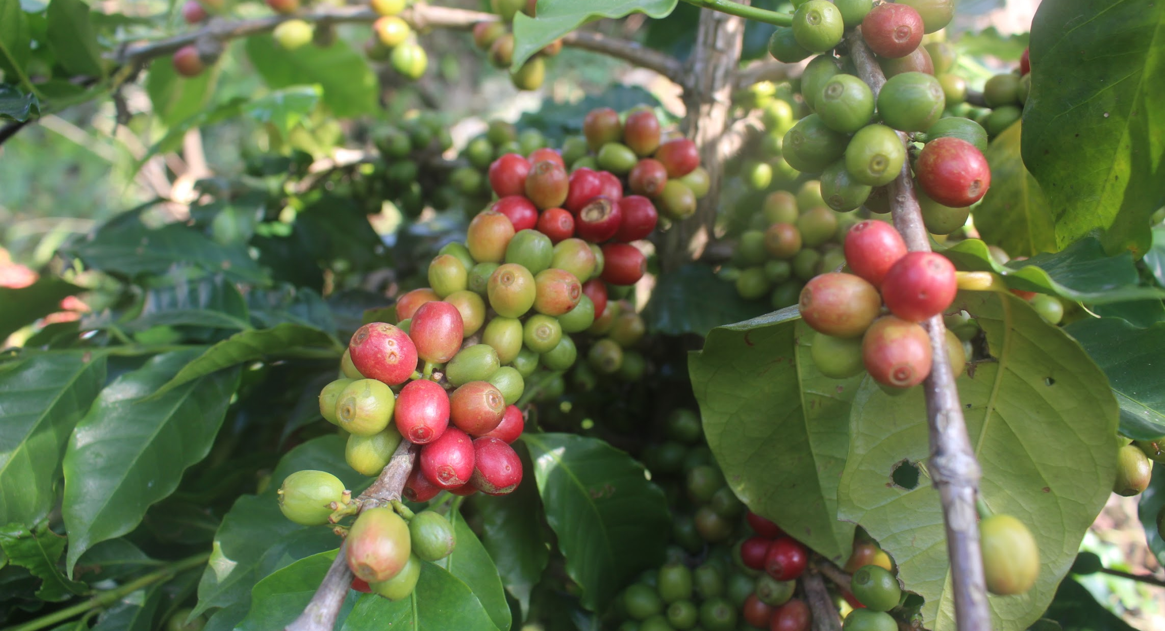 coffee beans