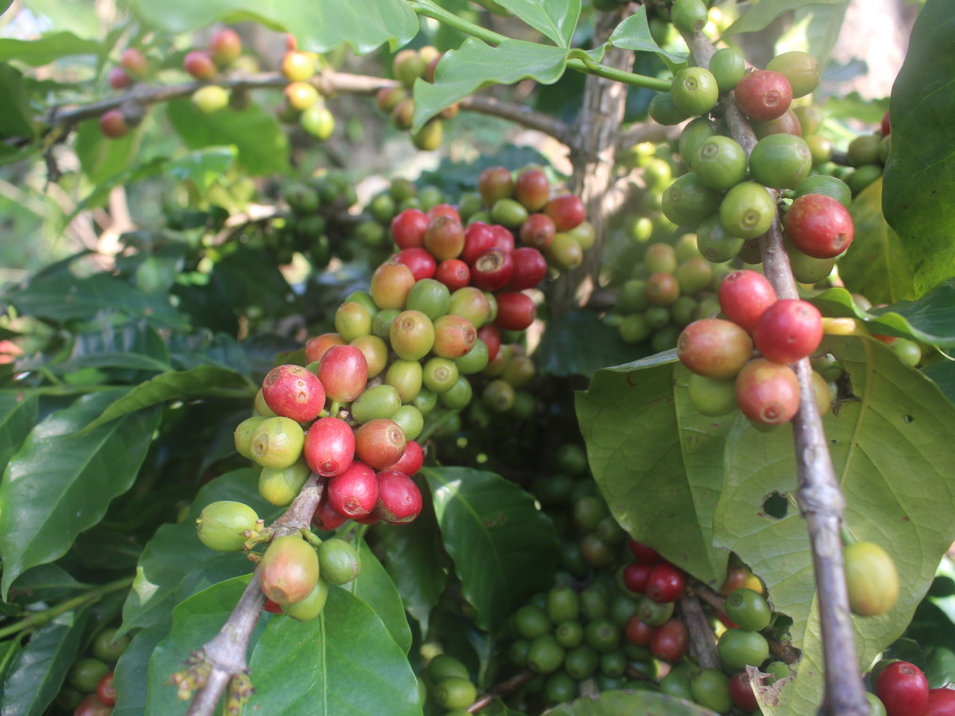 coffee beans