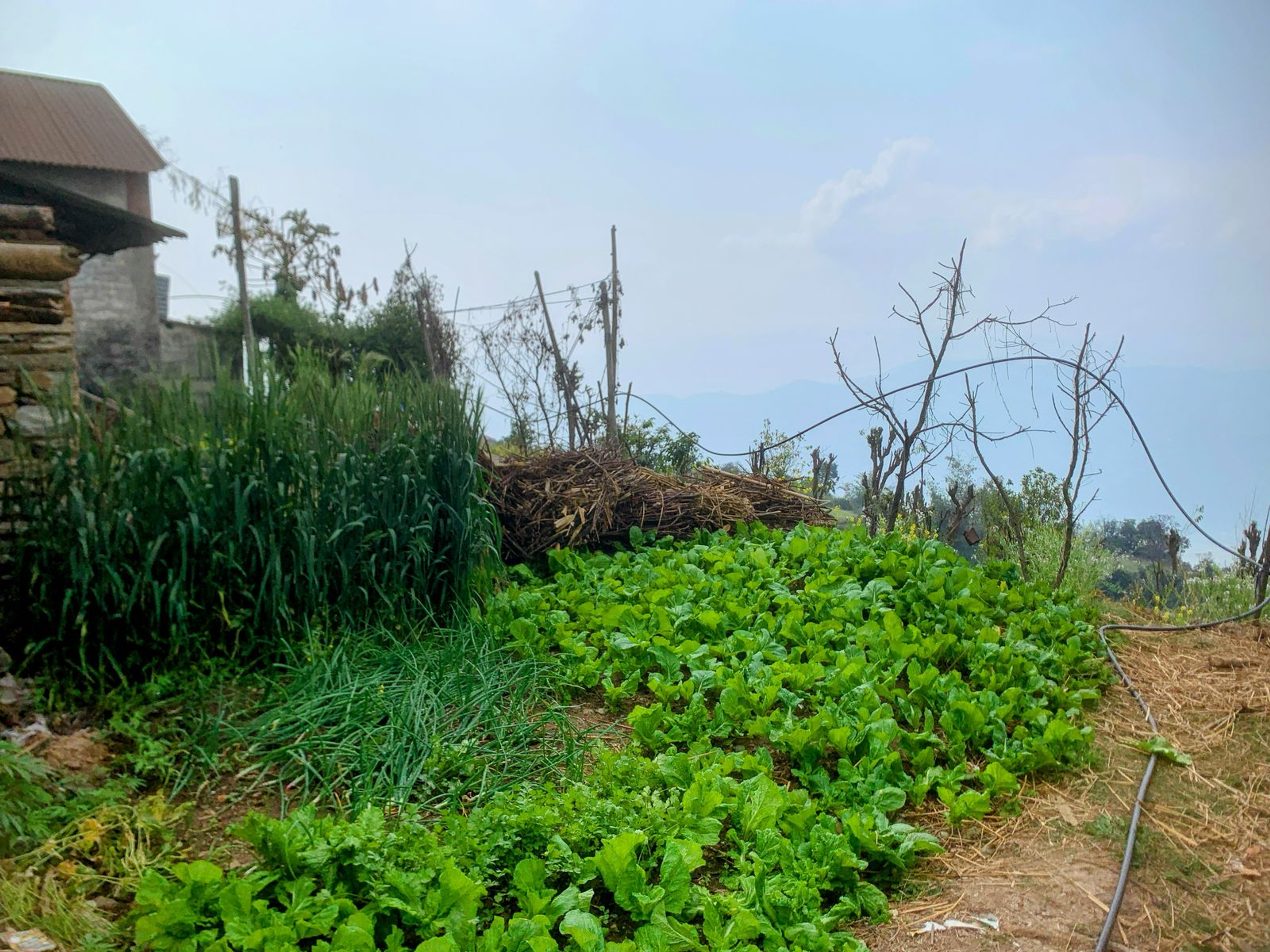 lettuce farm