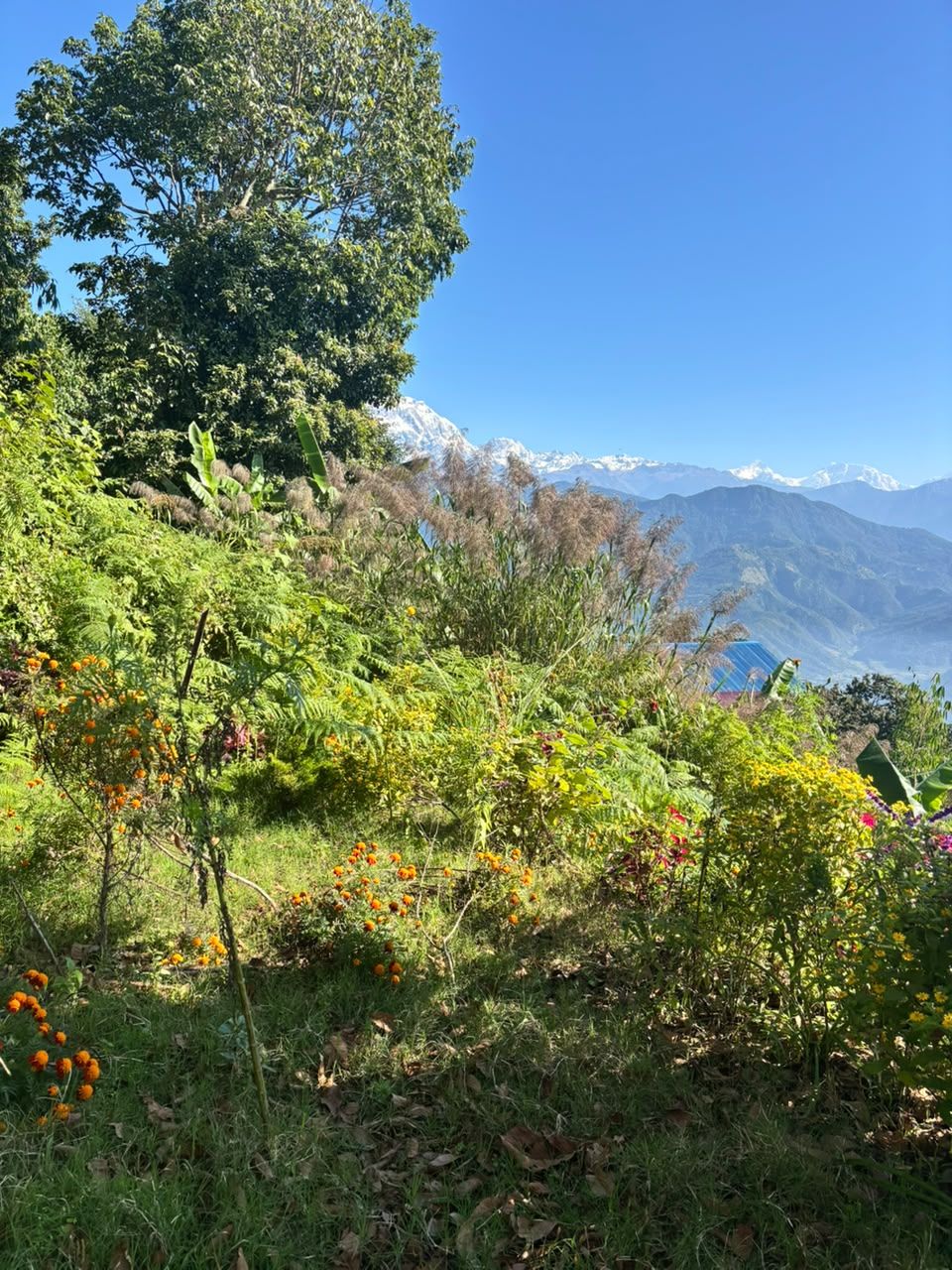 Garden plants with snowy Himalayan peaks behind