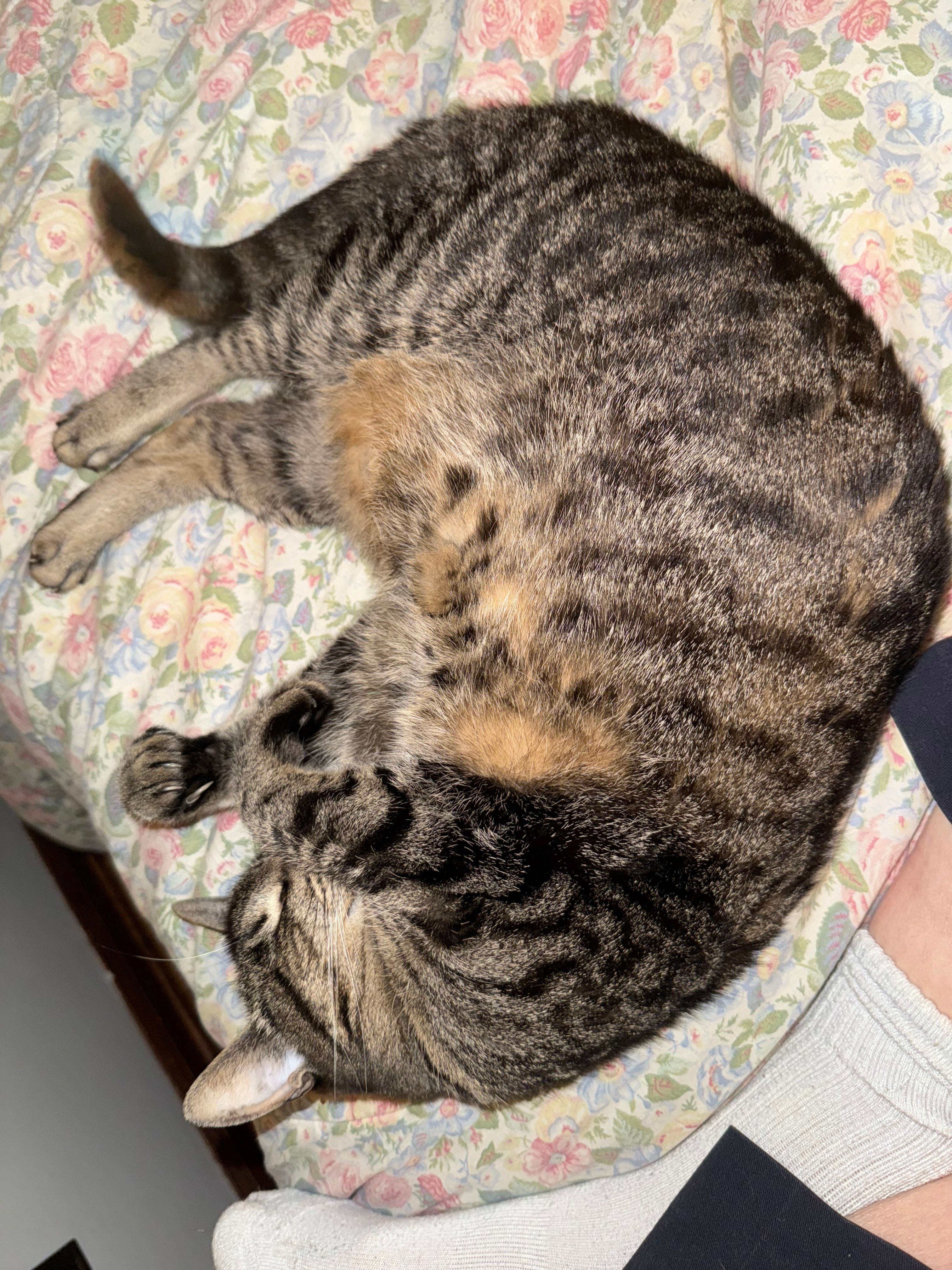 Fred's cat curled up and chillin' 
