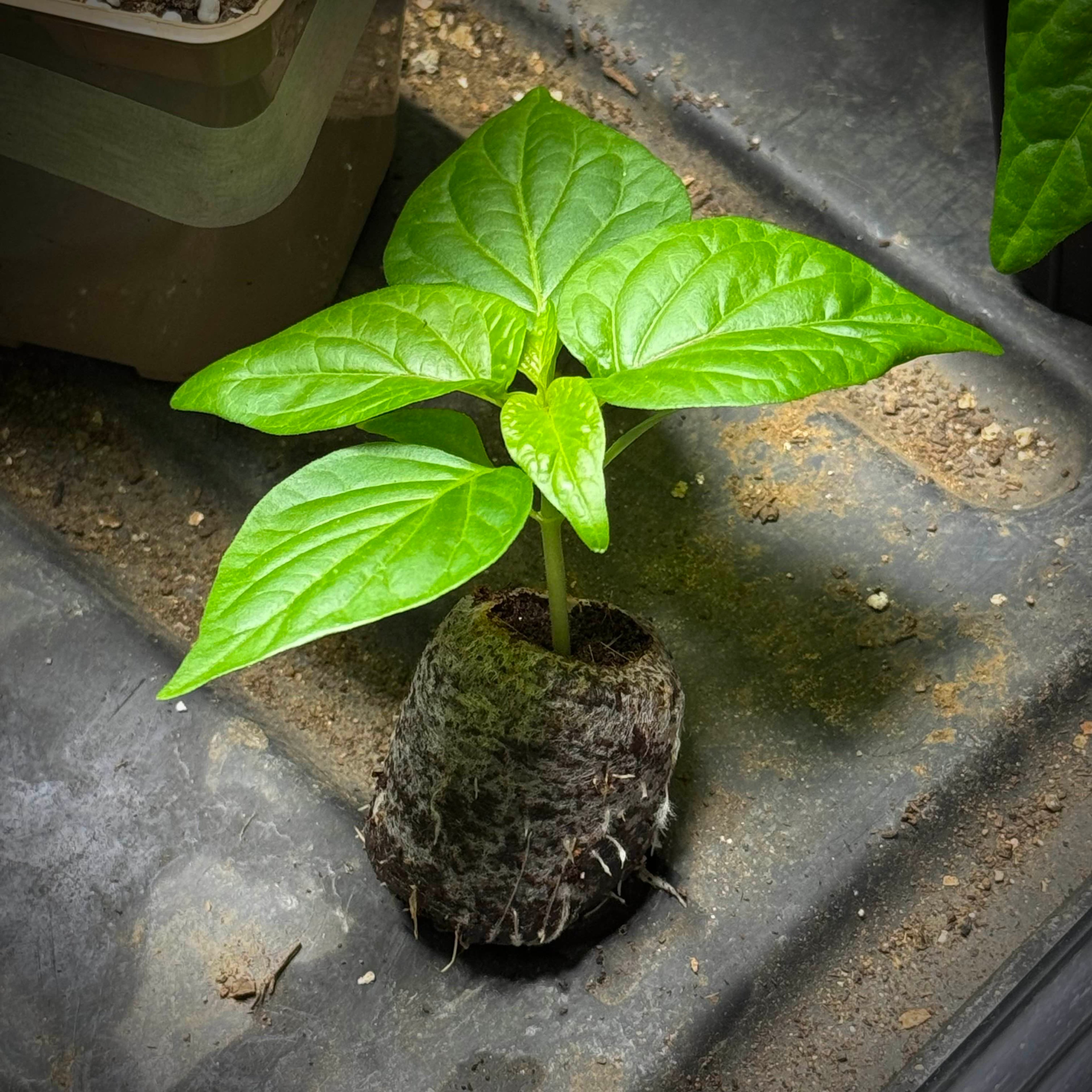 A strong chili pepper seedling growing from a coir pellet.