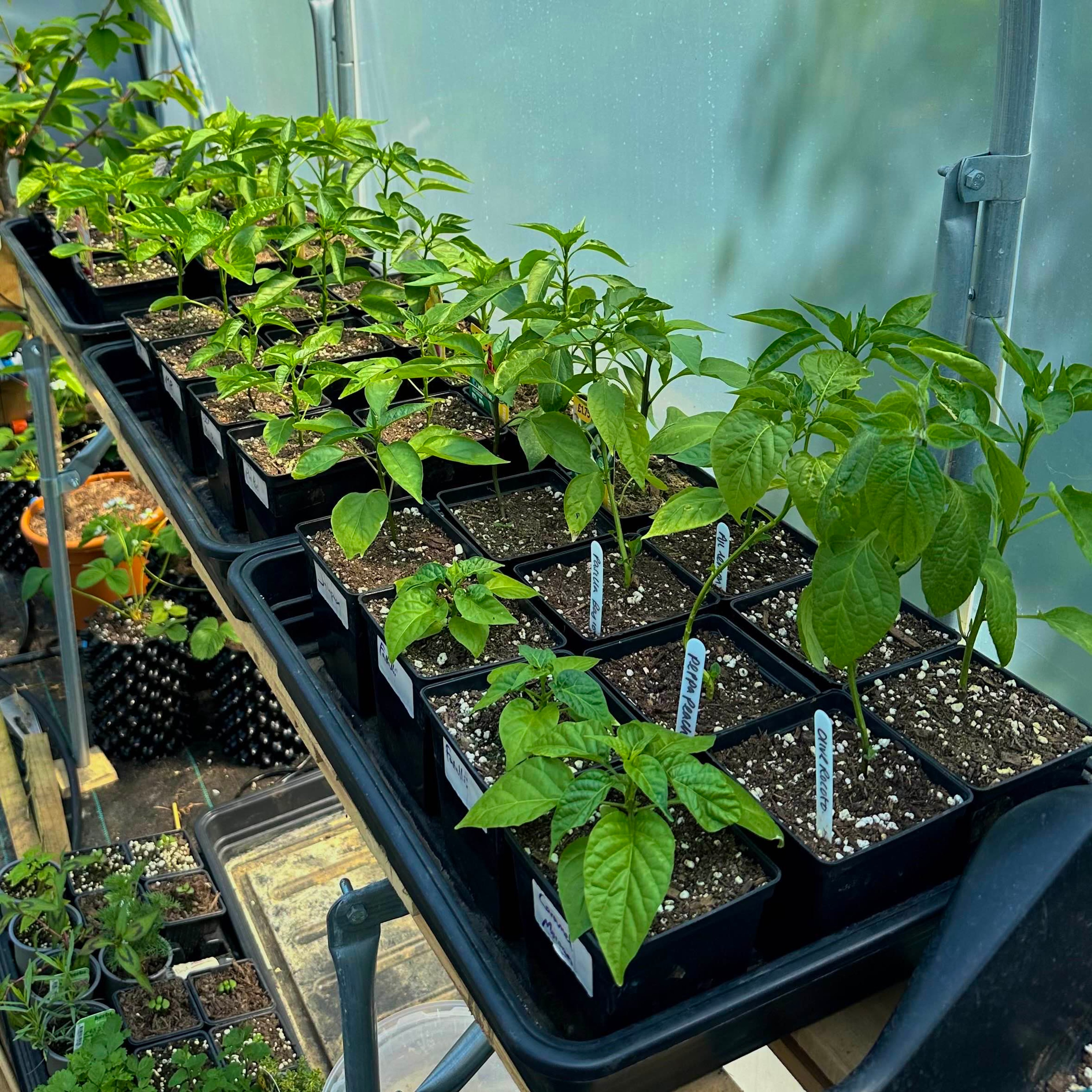 Various chili pepper plants in 1L containers on the staging surface of a polytunnel.