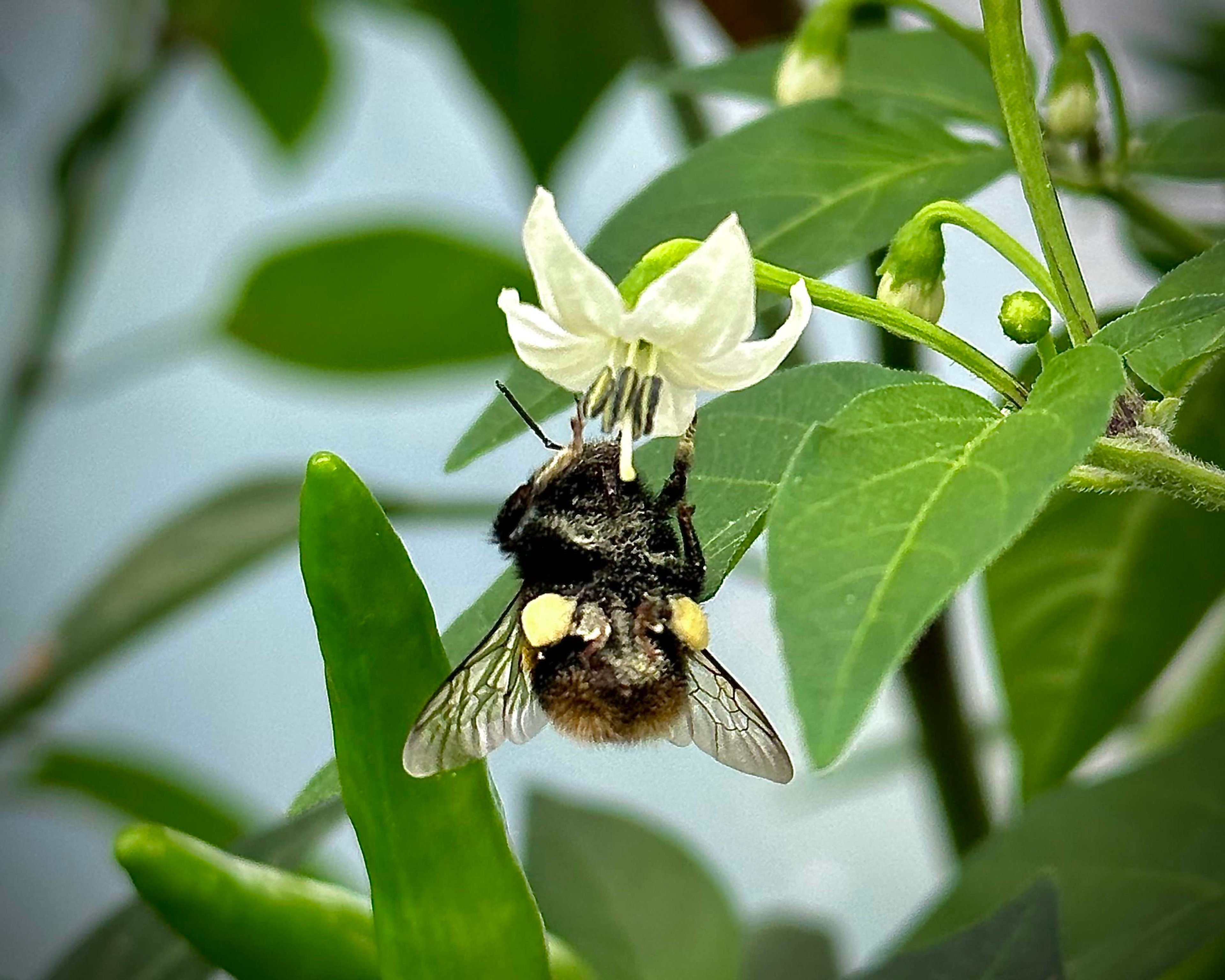 A bee pollinating the flower of a chili pepper plant.