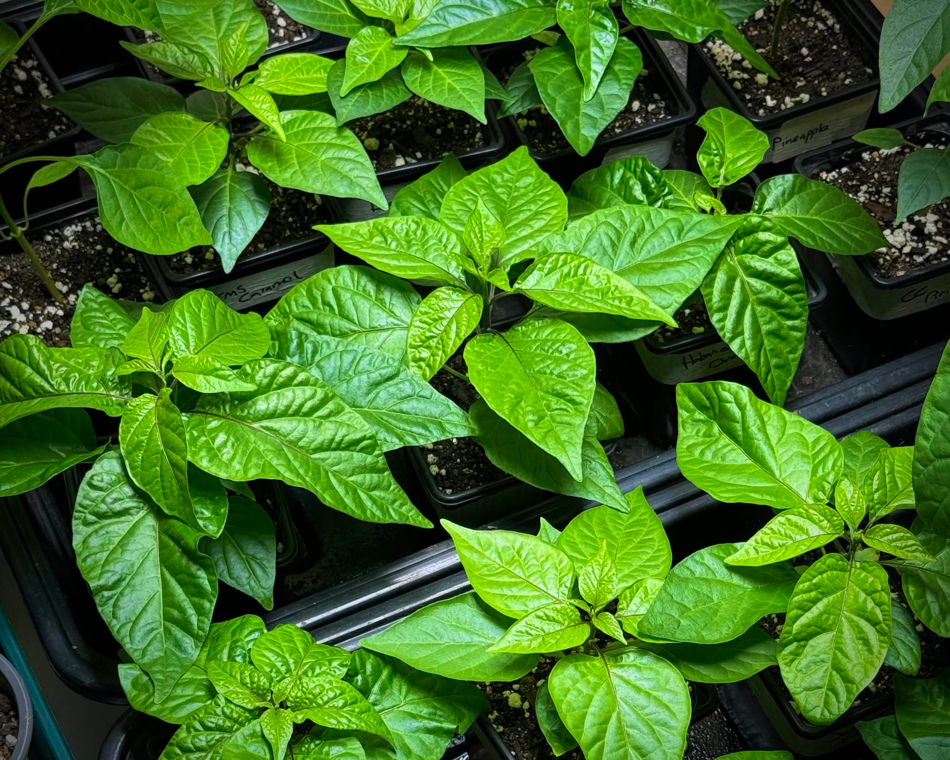 Various young chili pepper plants growing in 0.5L containers.