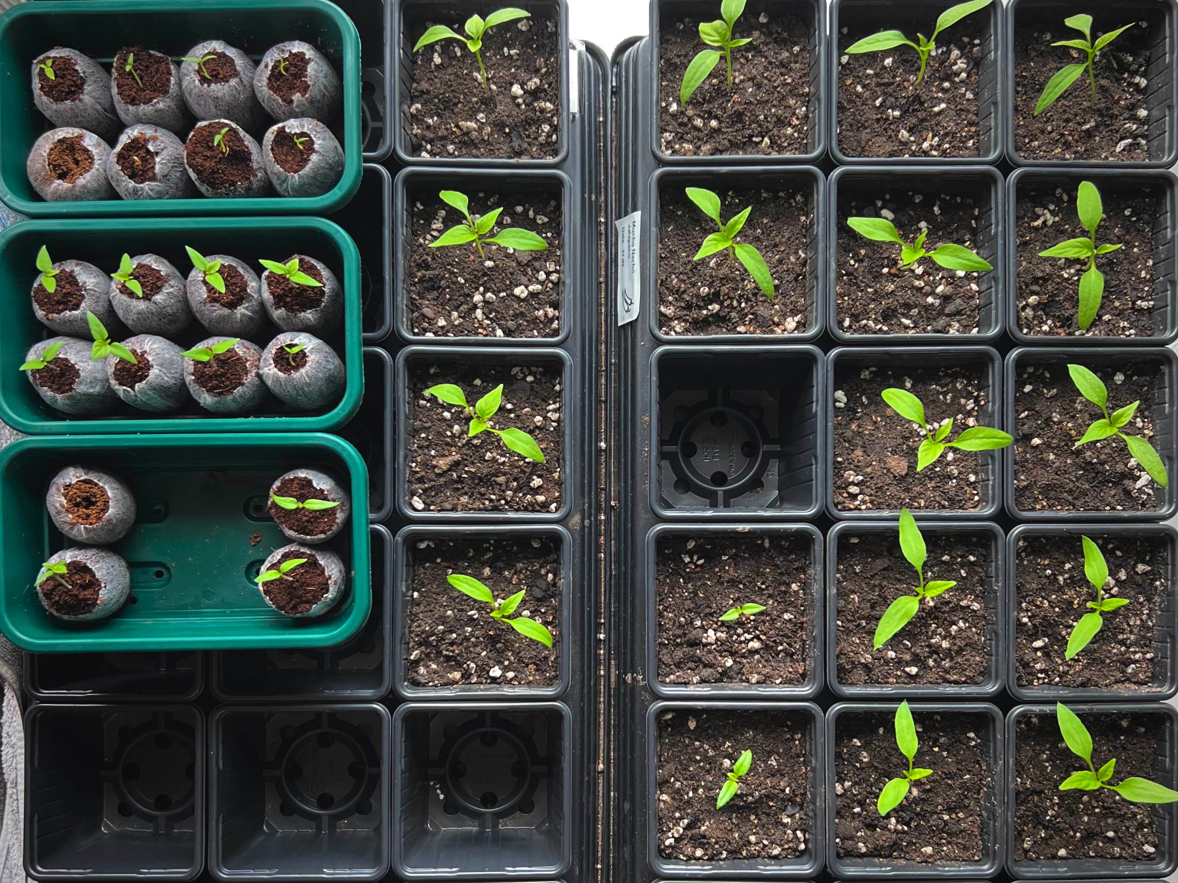 Chili pepper seedlings in coir pellets and 0.5L square plastic pots