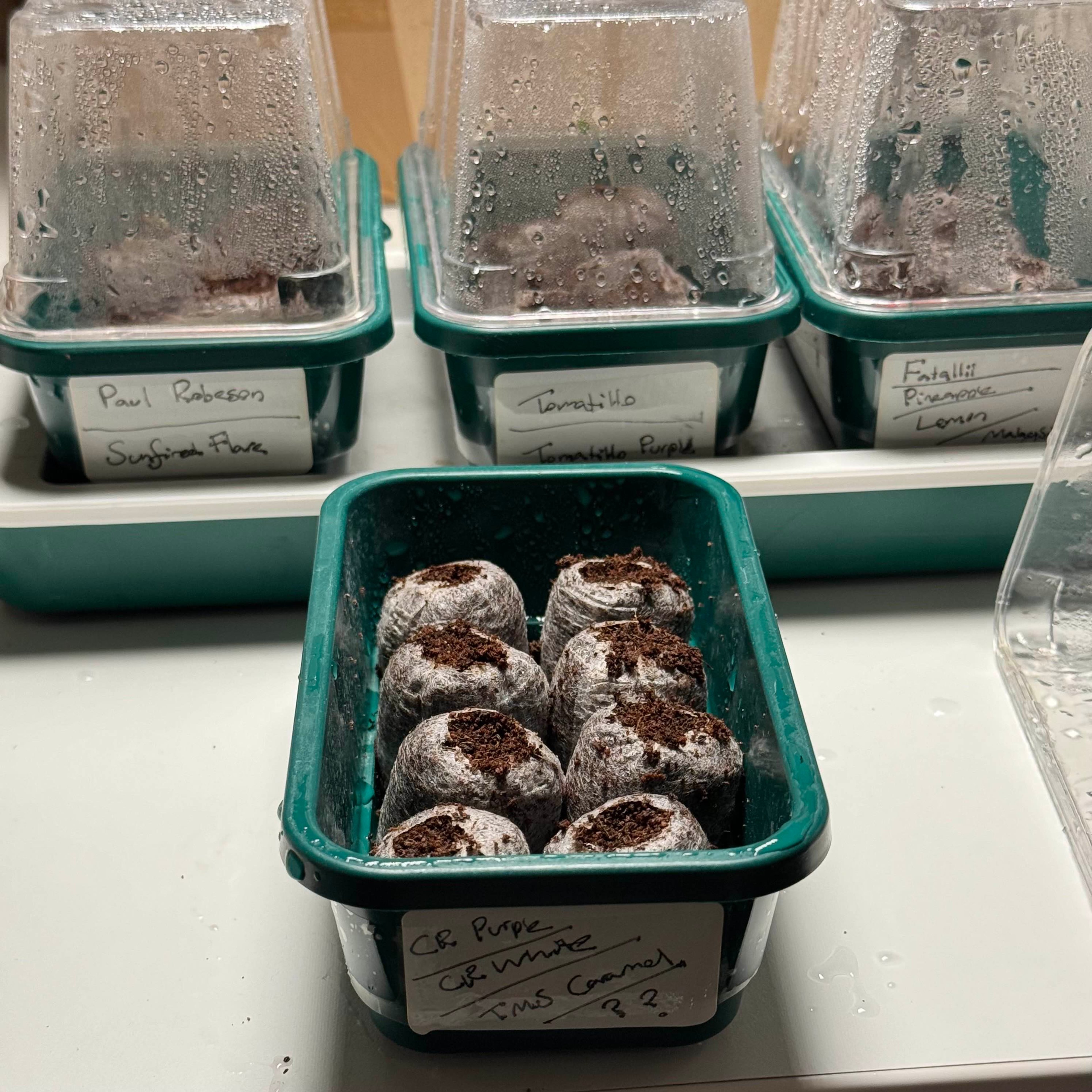 Heated propagator trays with handwritten labels on the side, filled with coir pellets.