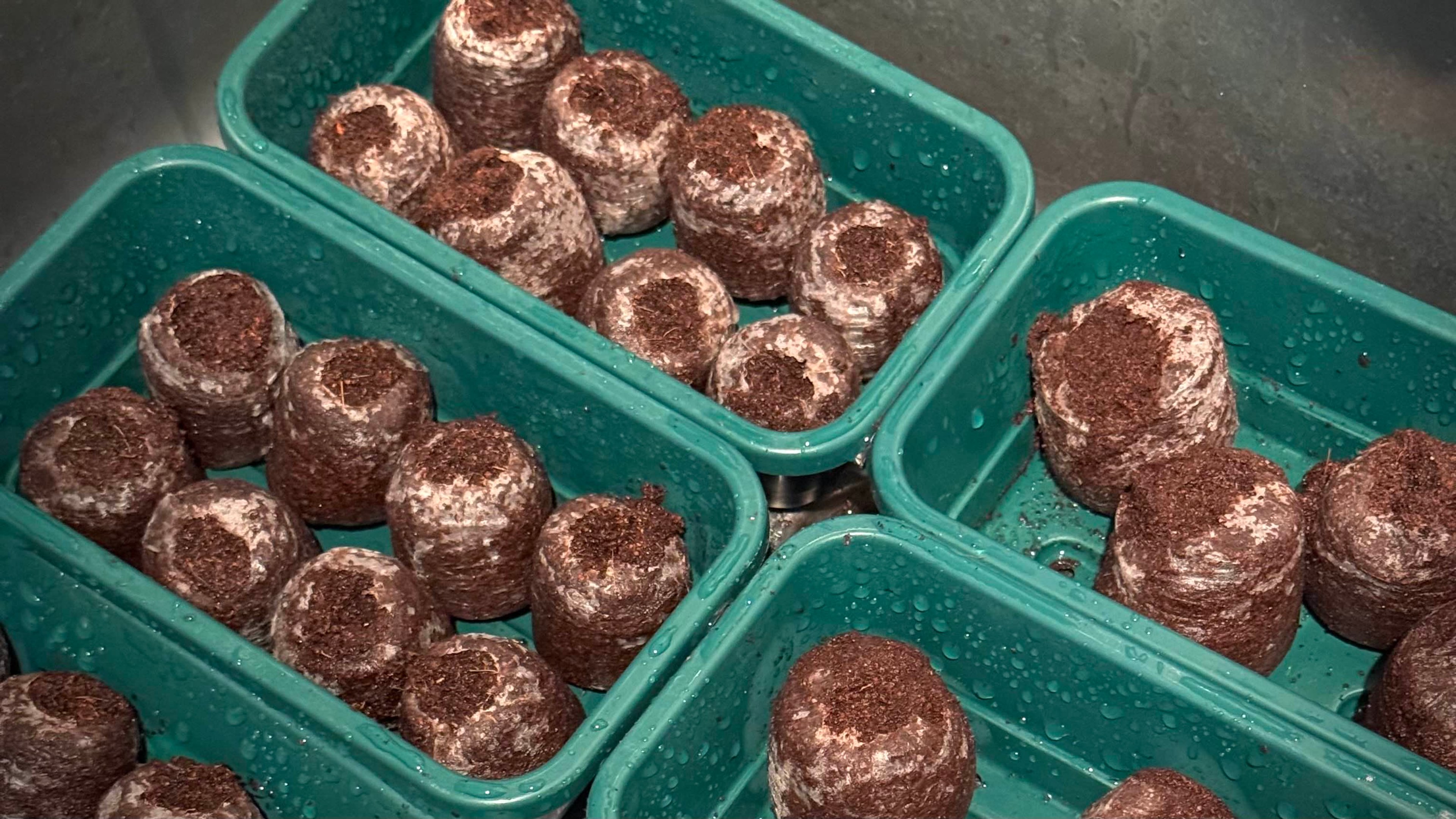 Coir pellets saturated with water in trays.