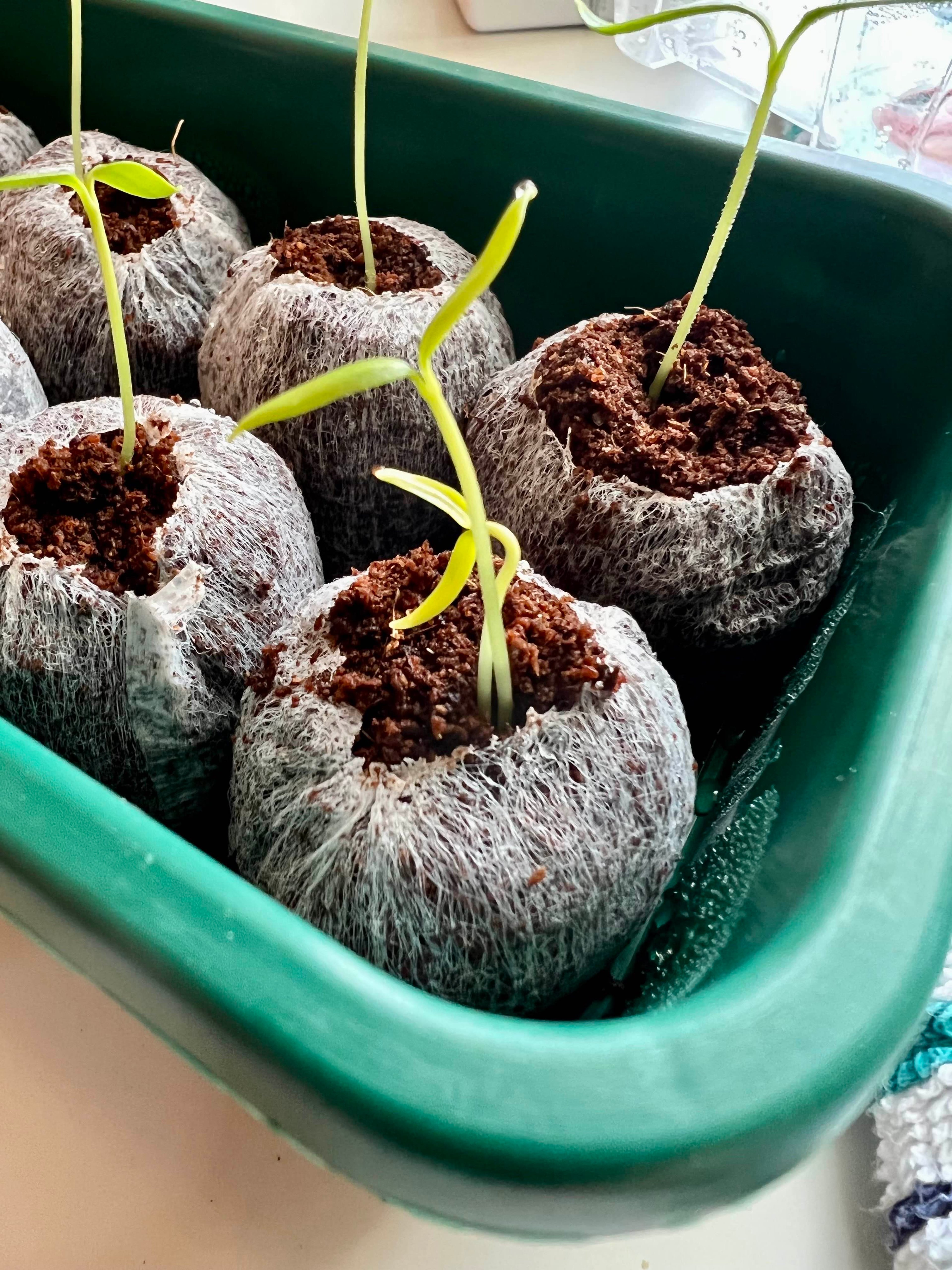 Coir pellet with multiple chili pepper seedlings sprouting.