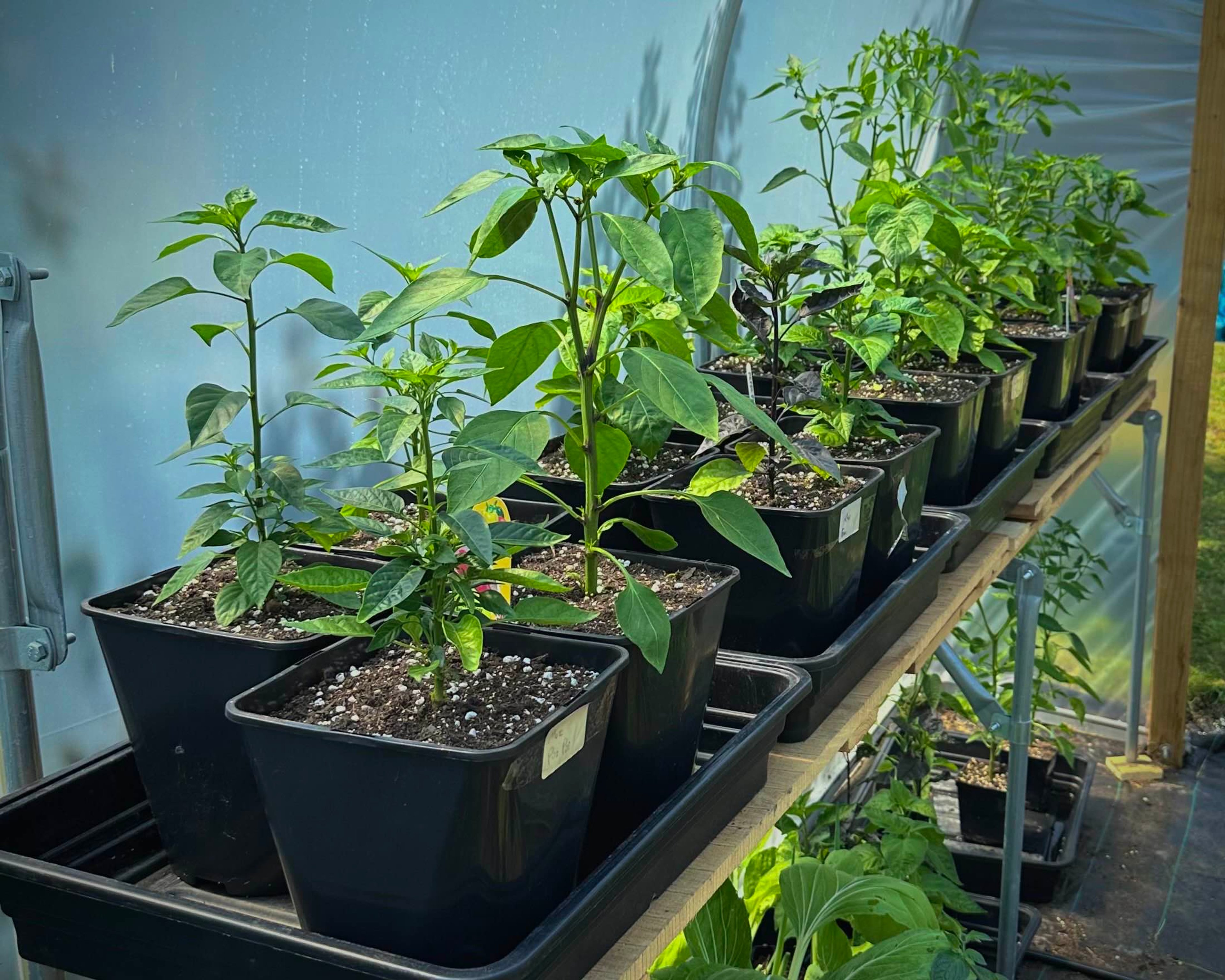 Various chili pepper plants in 5L containers on the staging surface of a polytunnel.