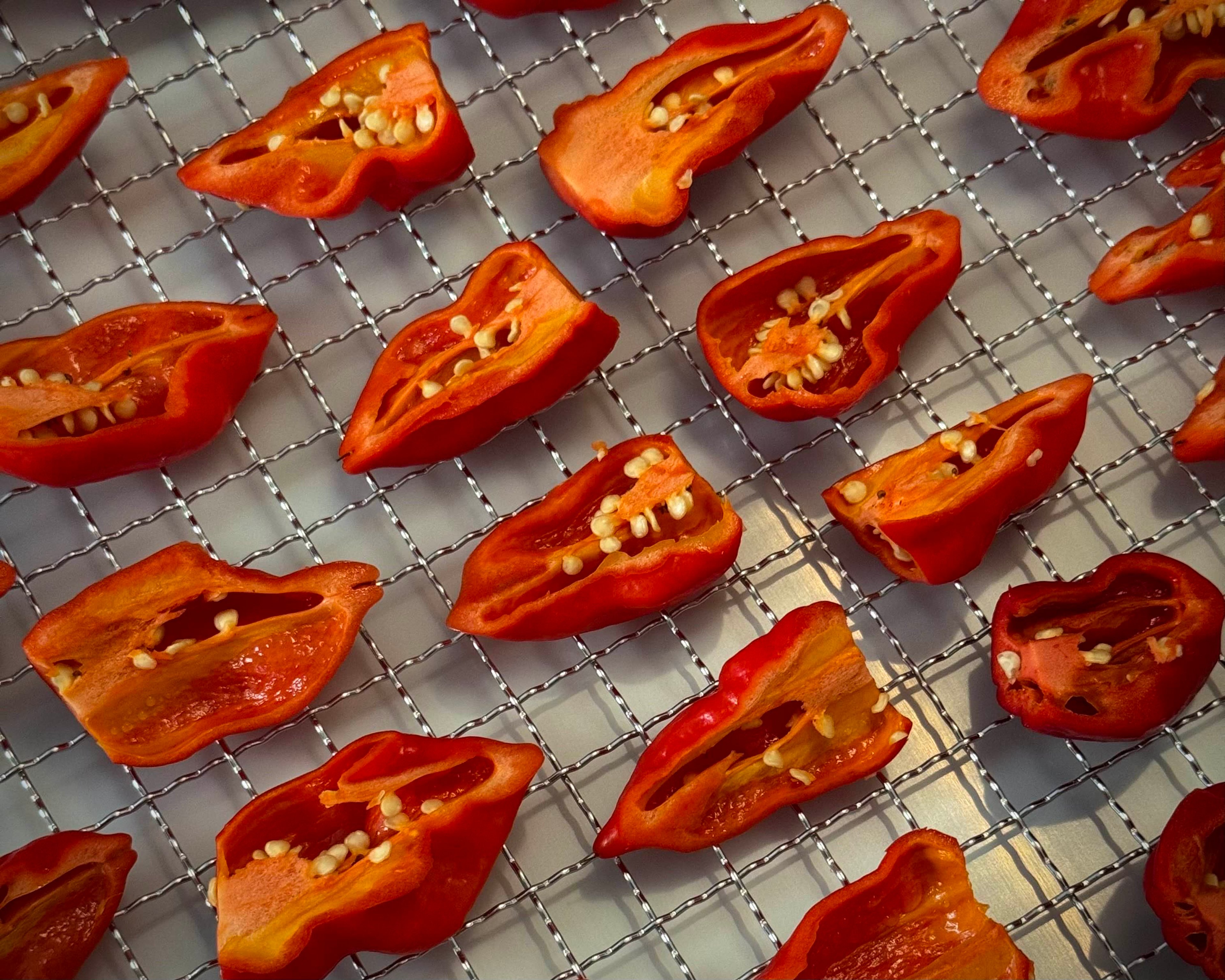 Sliced red chili peppers on a dehydrator tray,