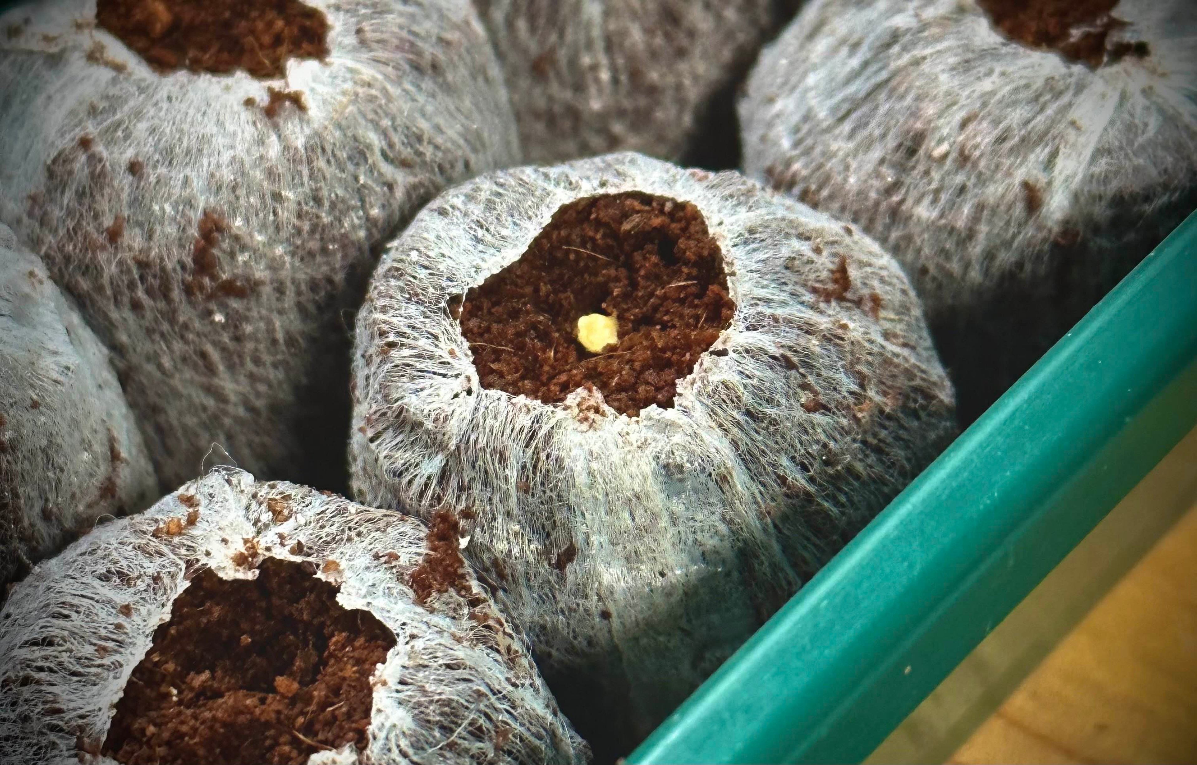 Chili pepper seed on top of a coir pellet.