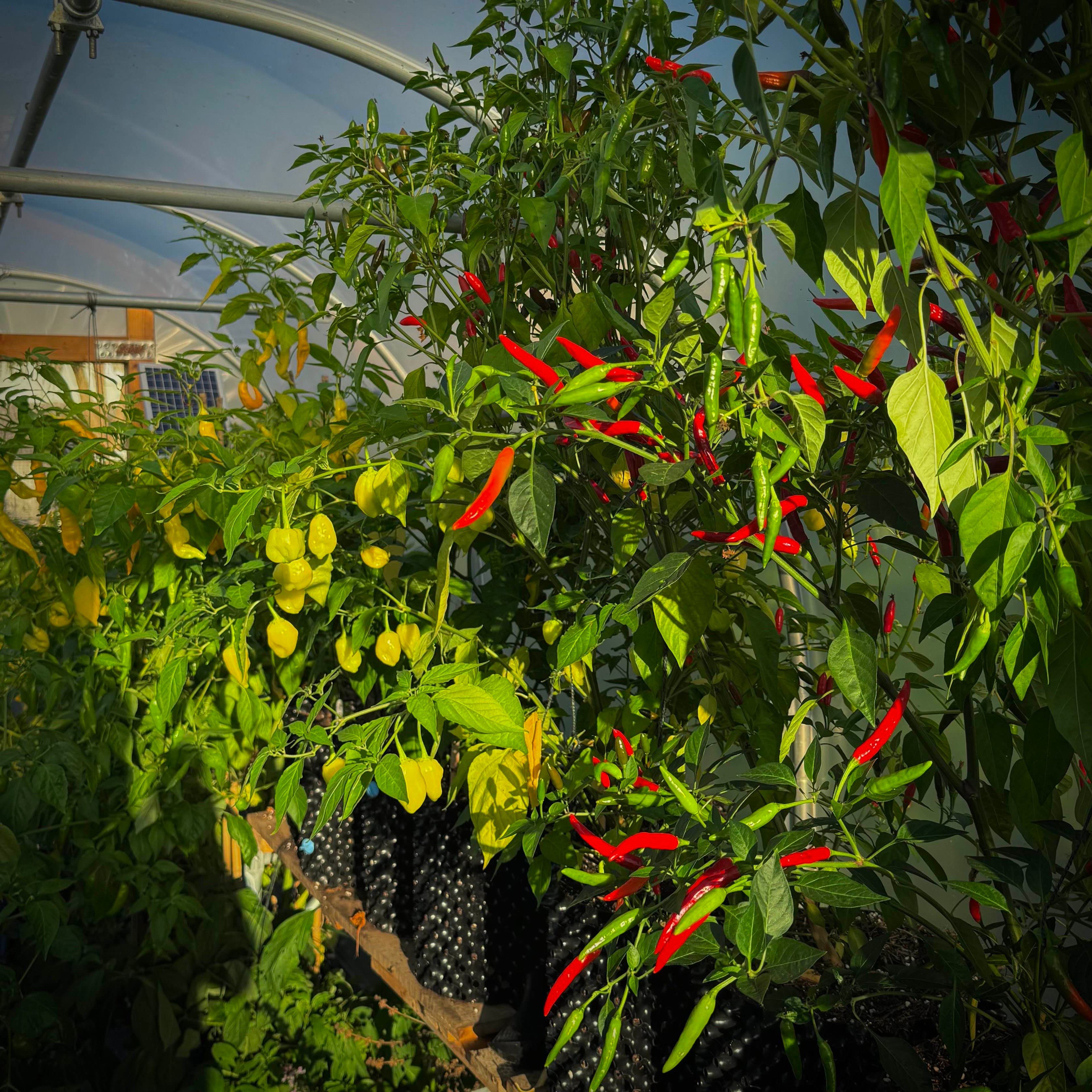 Various chili pepper plants with ripe fruit.