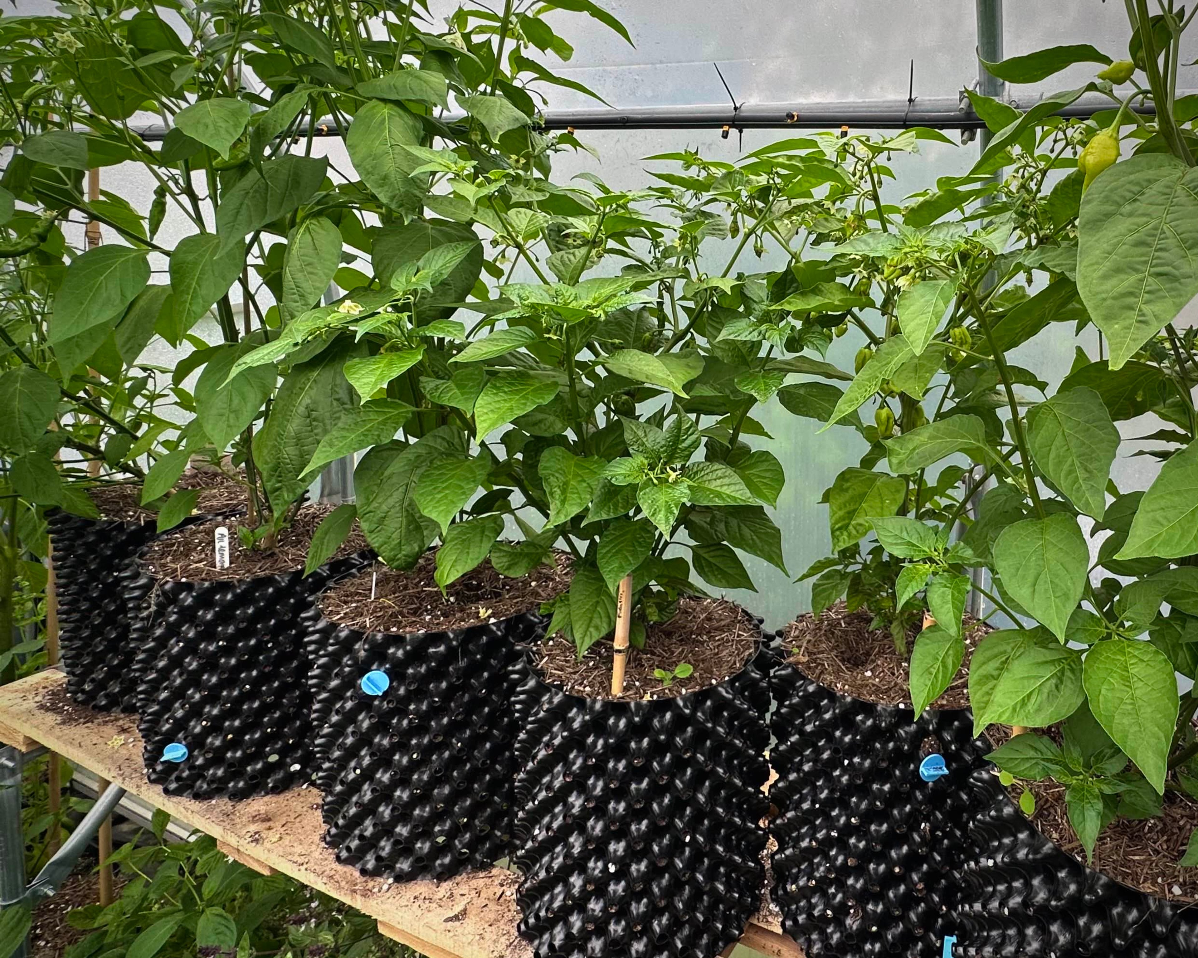 Various chili pepper plants in 9-12L containers on the staging surface of a polytunnel.