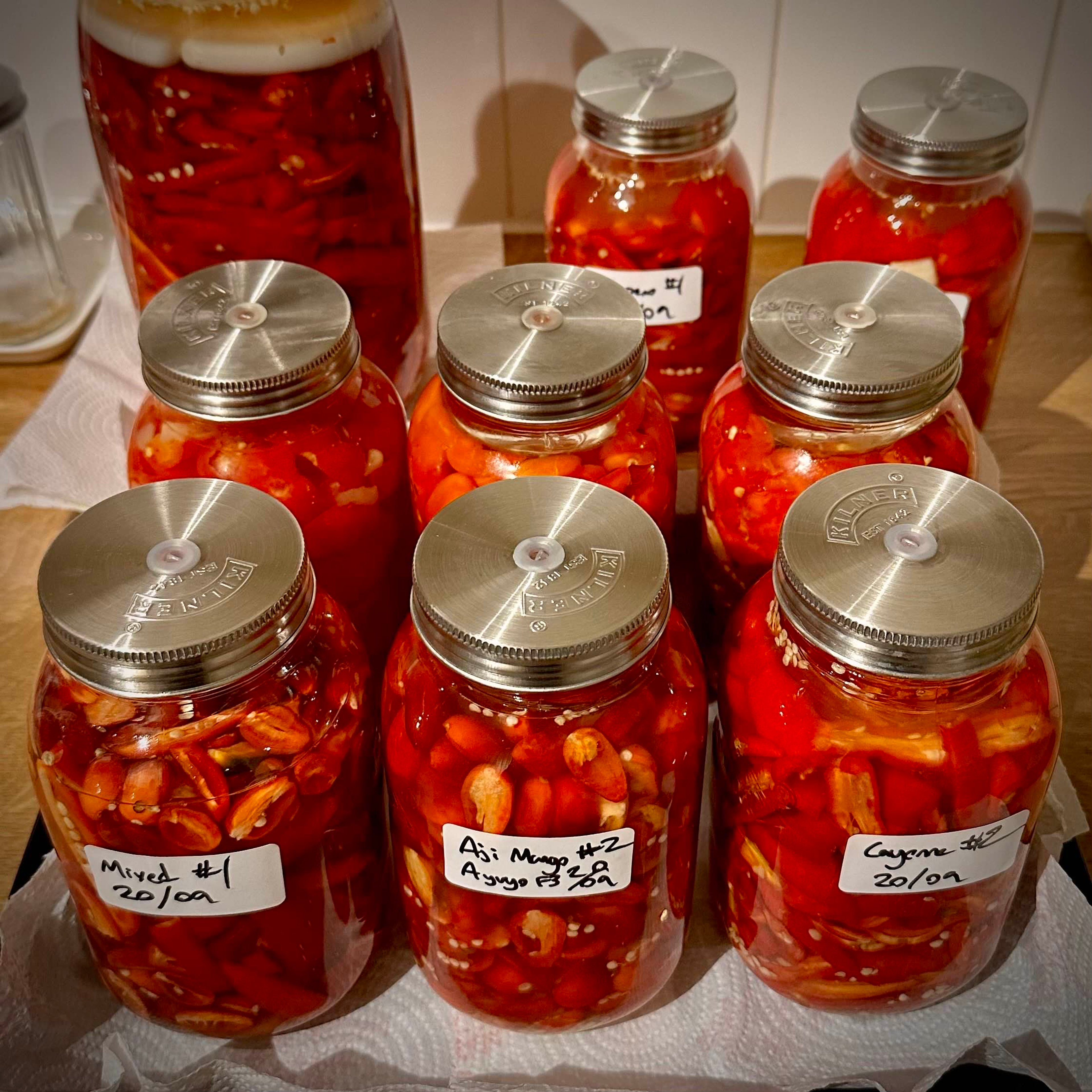 Various chili peppers in jars being lacto-fermented.